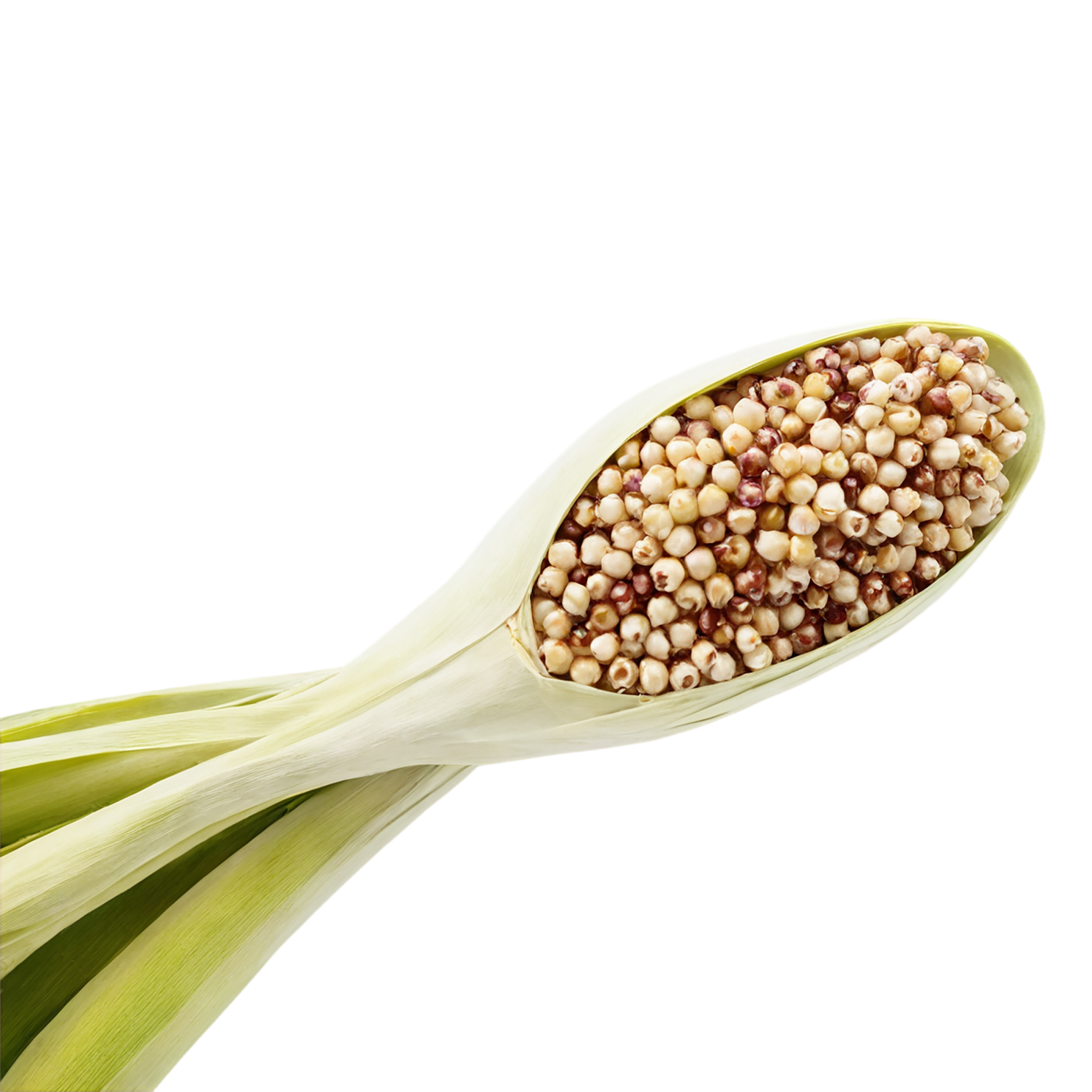 Sorghum grains isolated on transparent background #5633