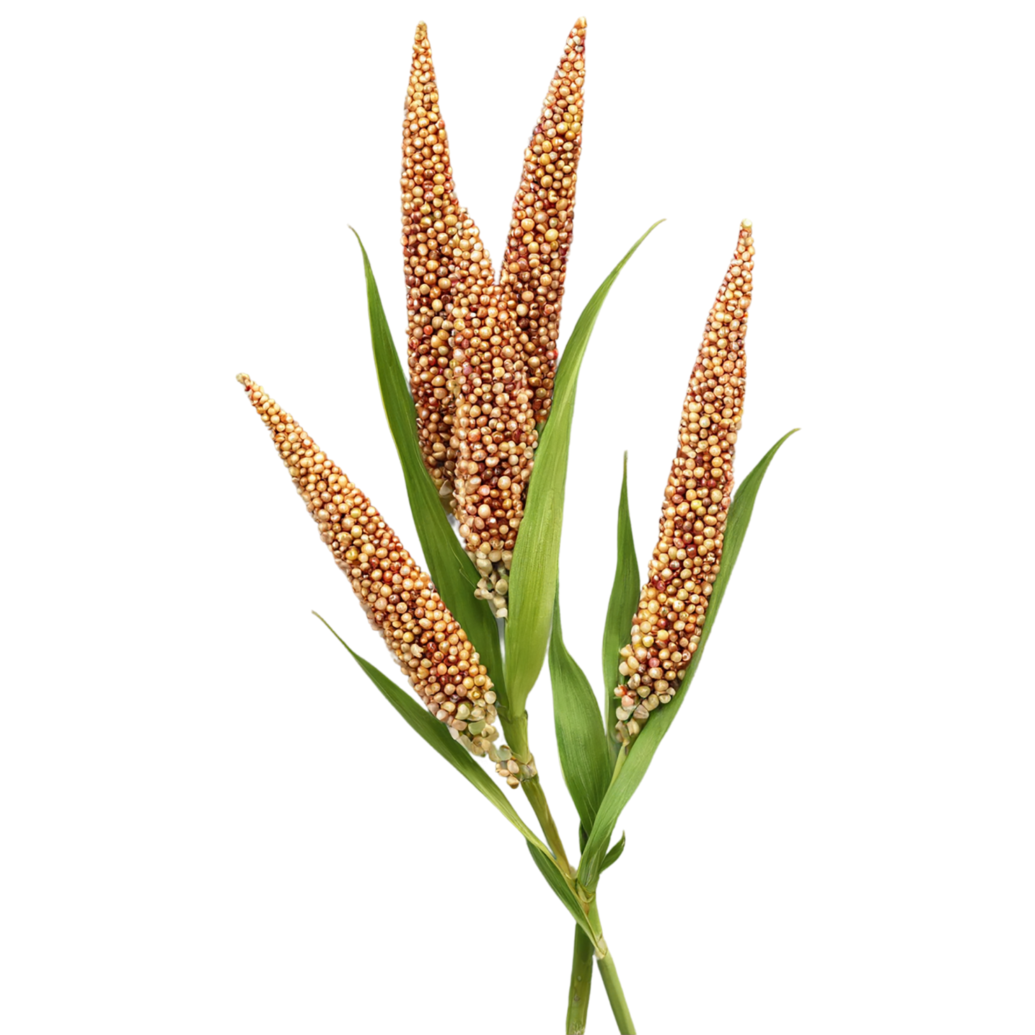 Sorghum grains isolated on transparent background #5634