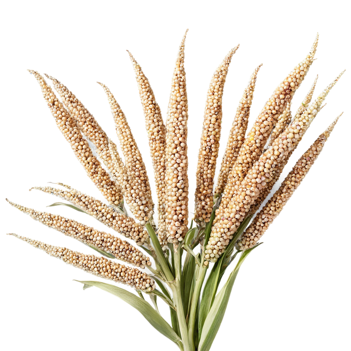 Sorghum grains isolated on transparent background #5640