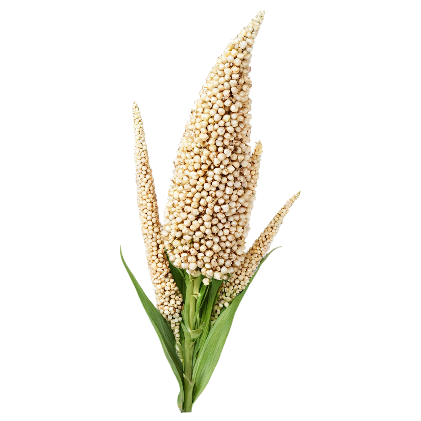 Sorghum grains isolated on transparent background #5645