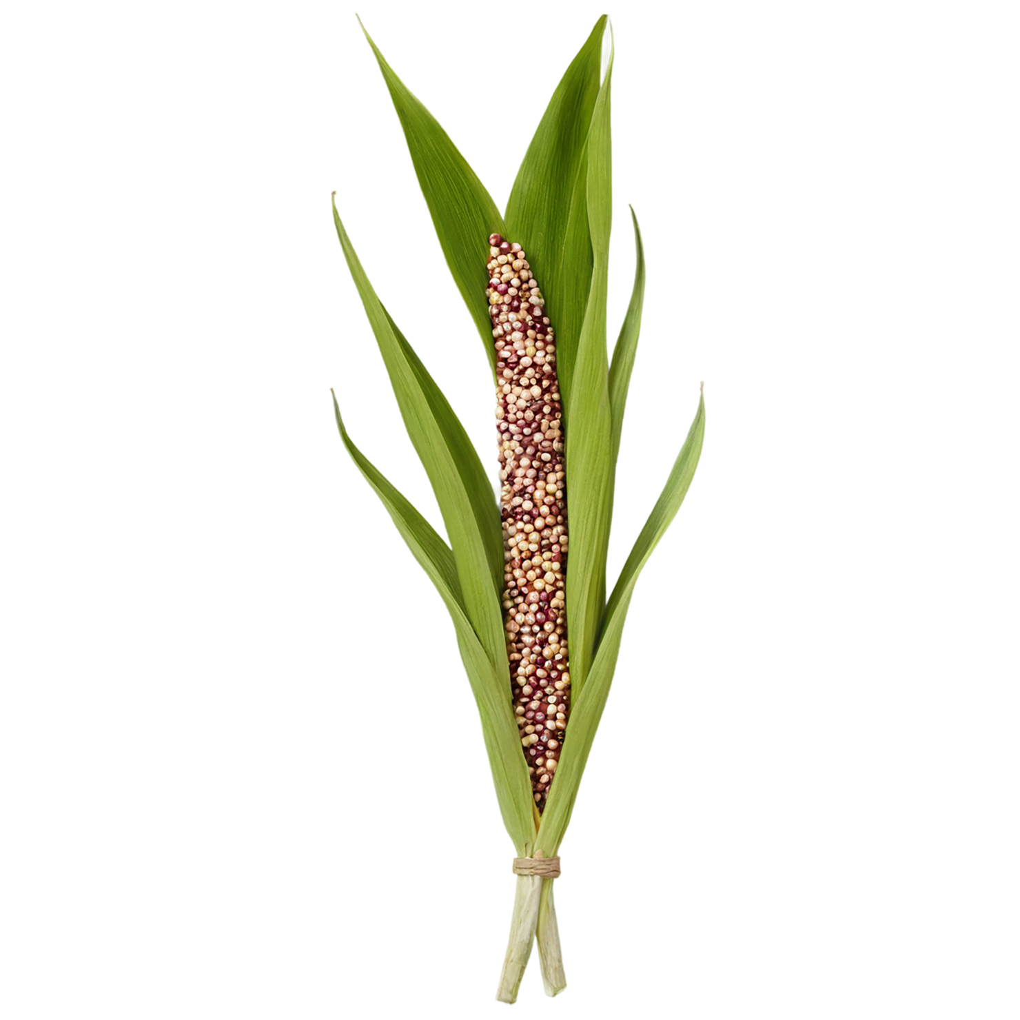 Sorghum grains isolated on transparent background #5648