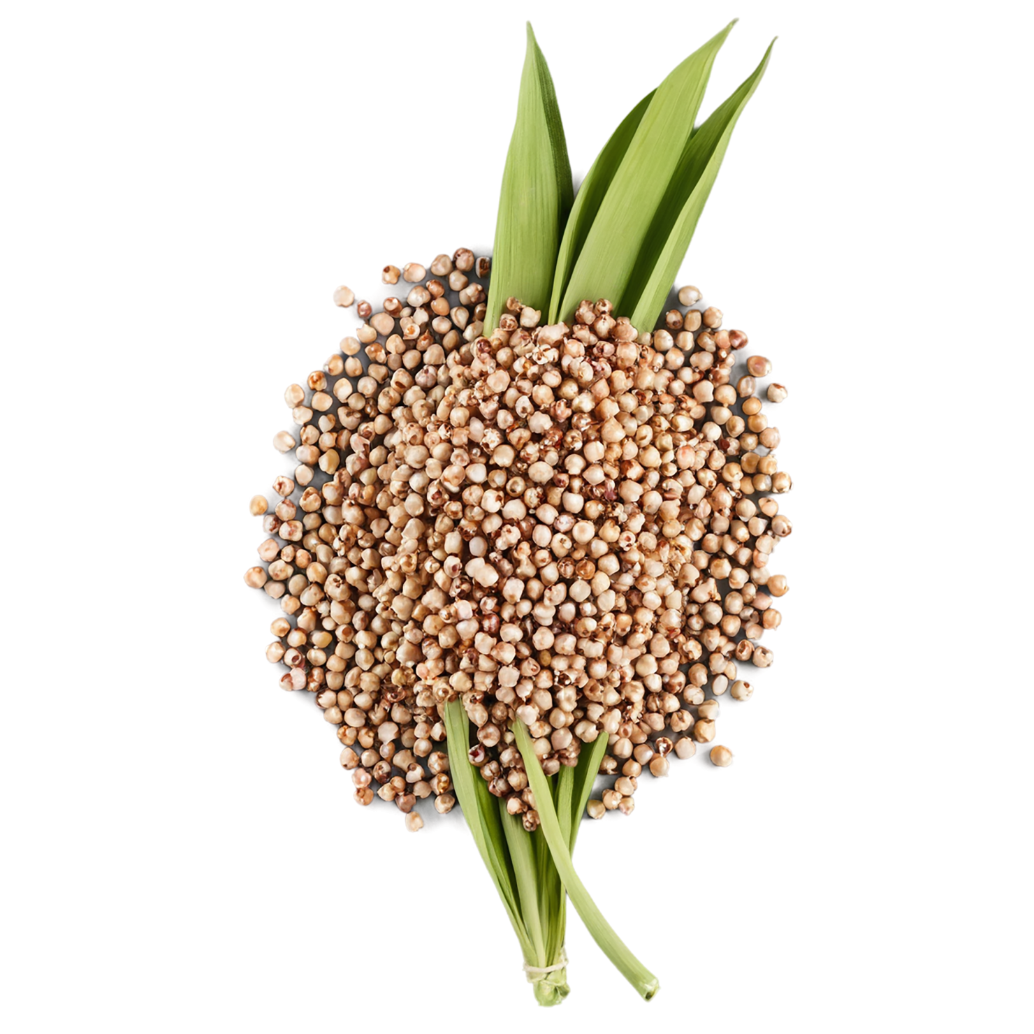 Sorghum grains isolated on transparent background #5649