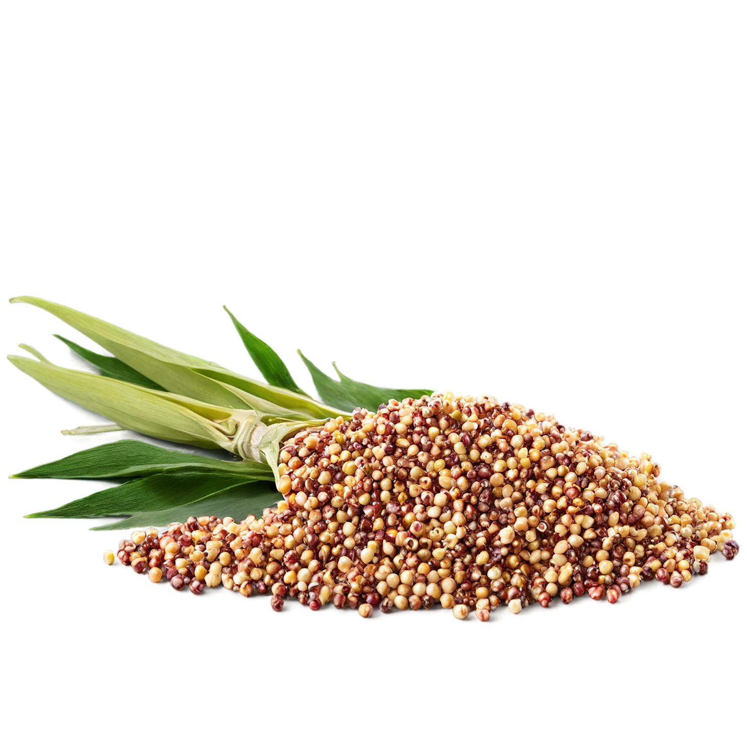 Sorghum grains isolated on transparent background #5656