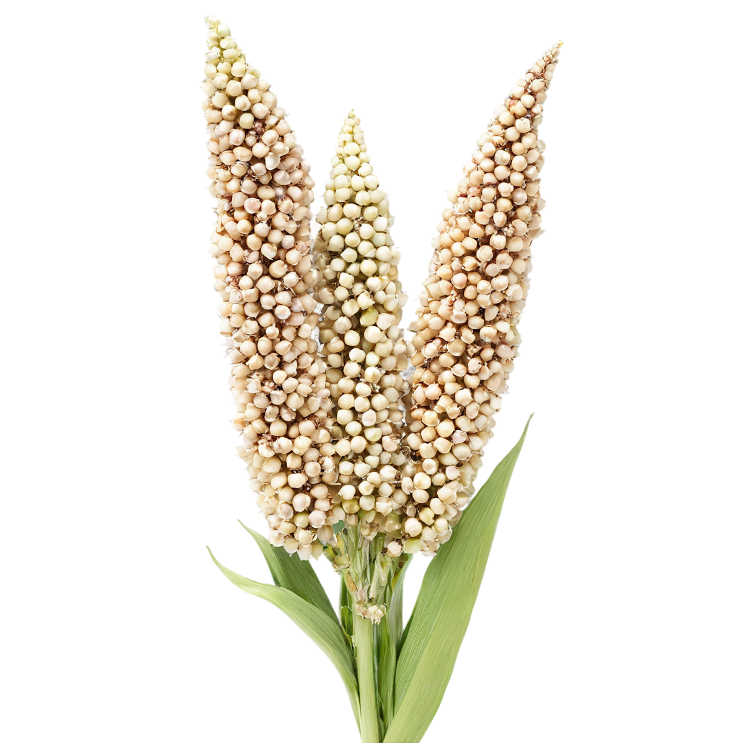 Sorghum grains isolated on transparent background #5658