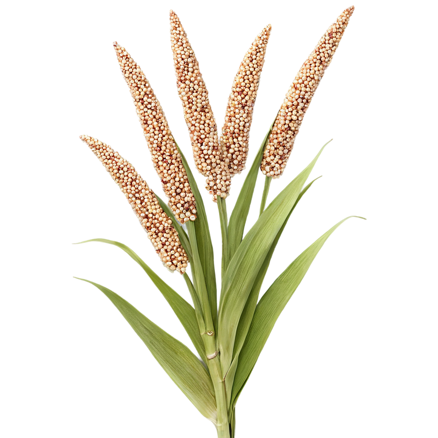 Sorghum grains isolated on transparent background #5659