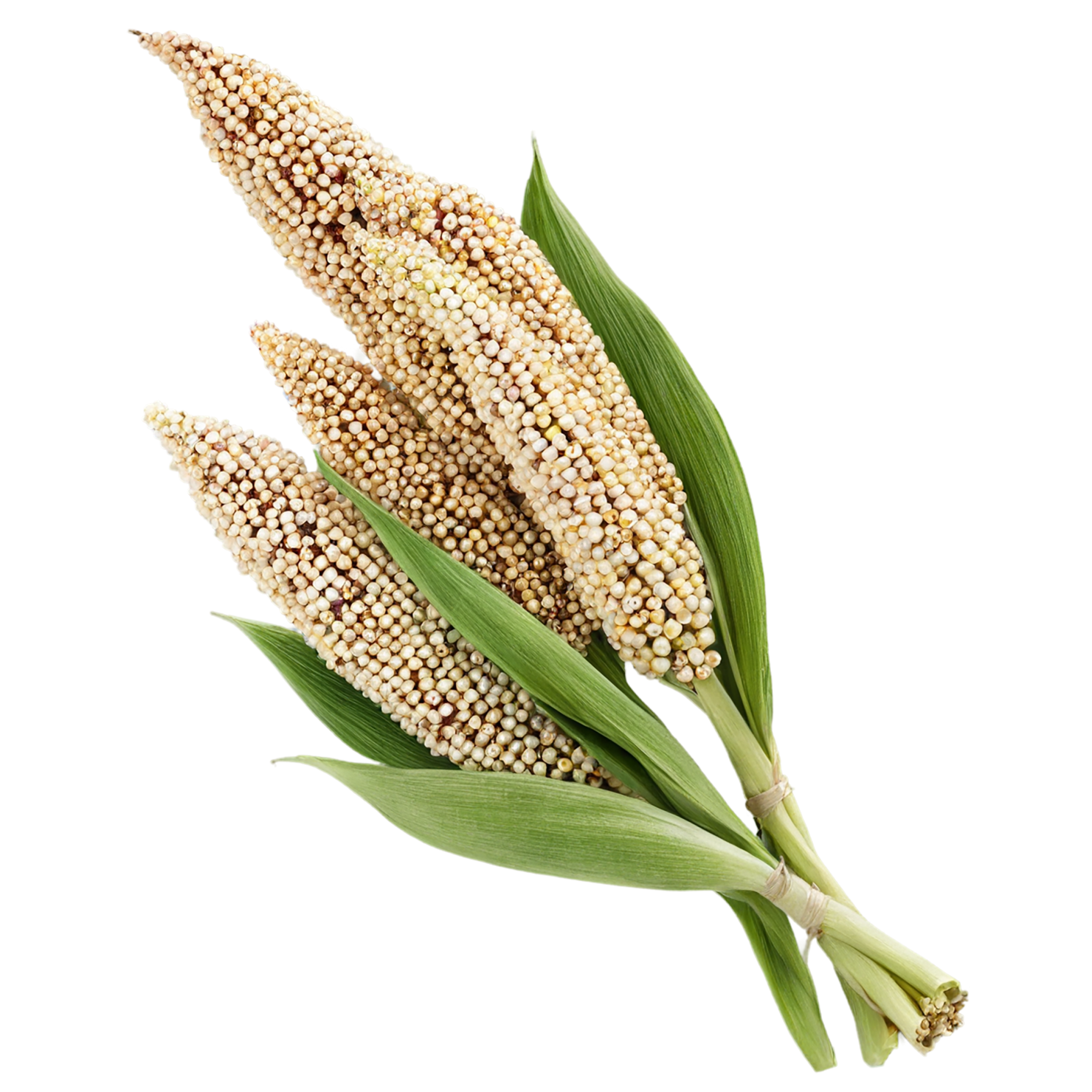 Sorghum grains isolated on transparent background #5660