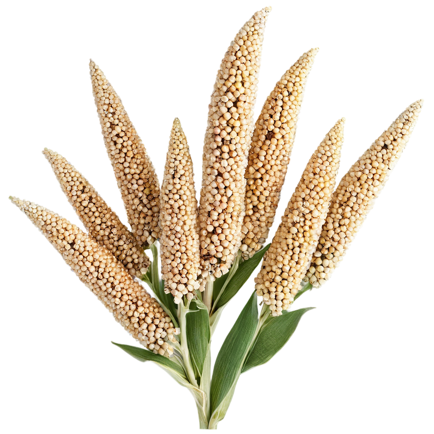 Sorghum grains isolated on transparent background #5661