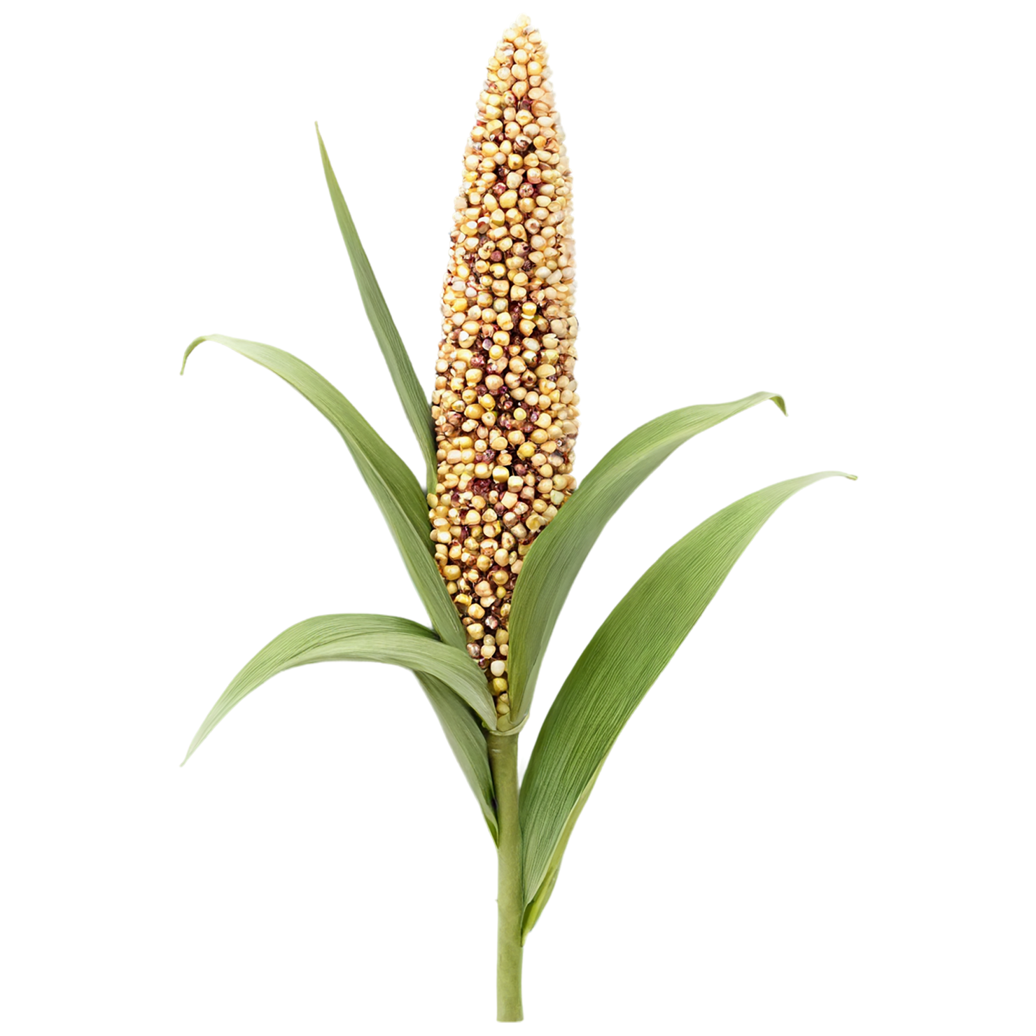 Sorghum grains isolated on transparent background #5662