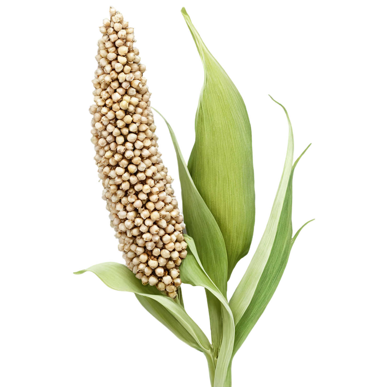 Sorghum grains isolated on transparent background #5663