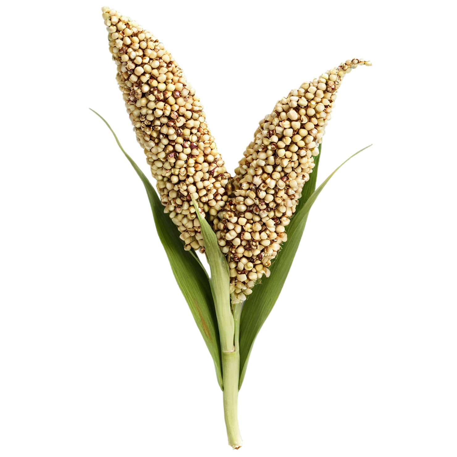 Sorghum grains isolated on transparent background #5664
