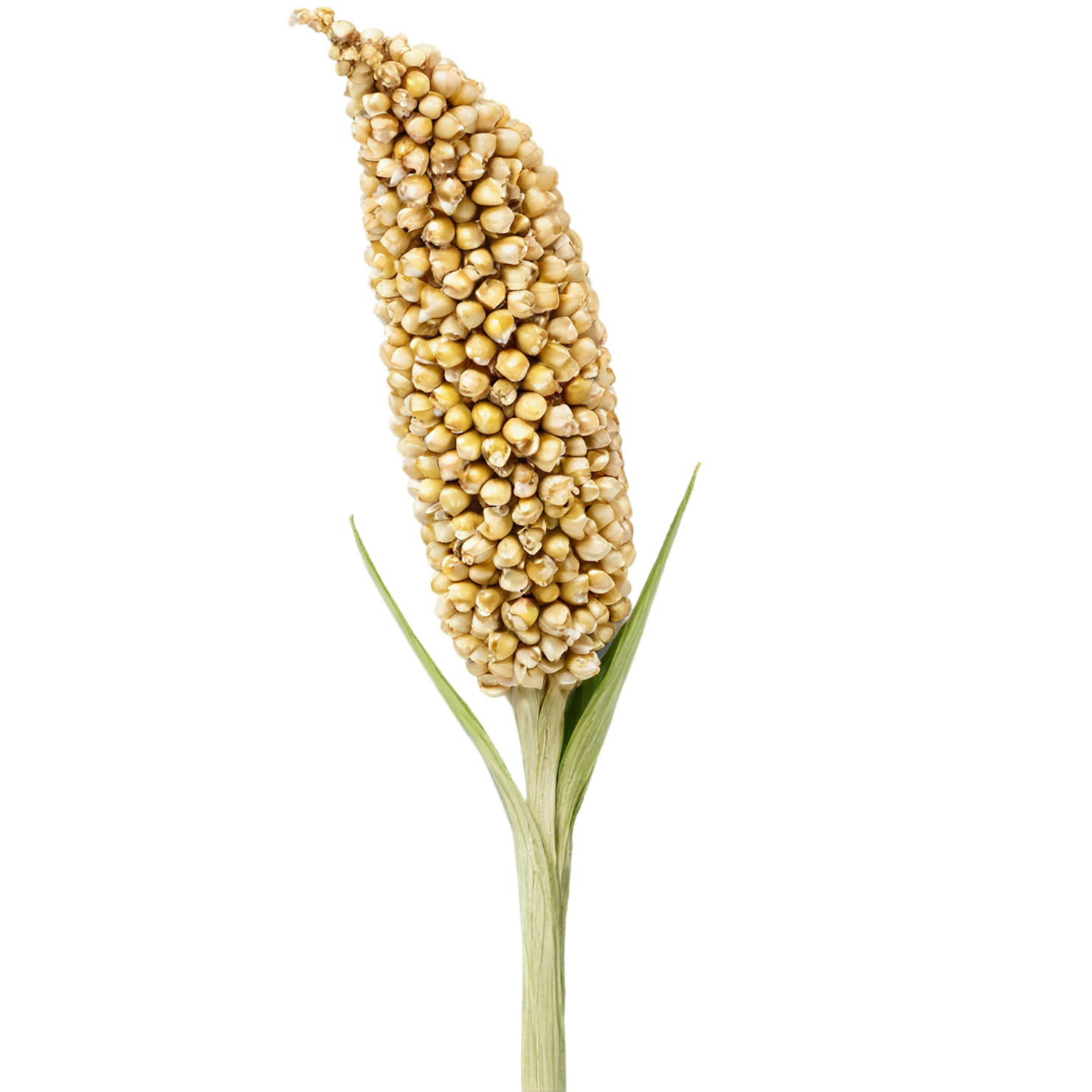 Sorghum grains isolated on transparent background #5666