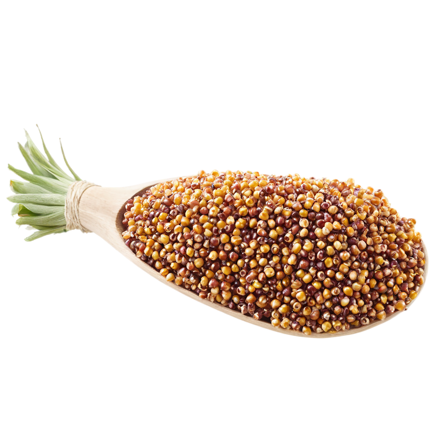 Sorghum grains isolated on transparent background #5668