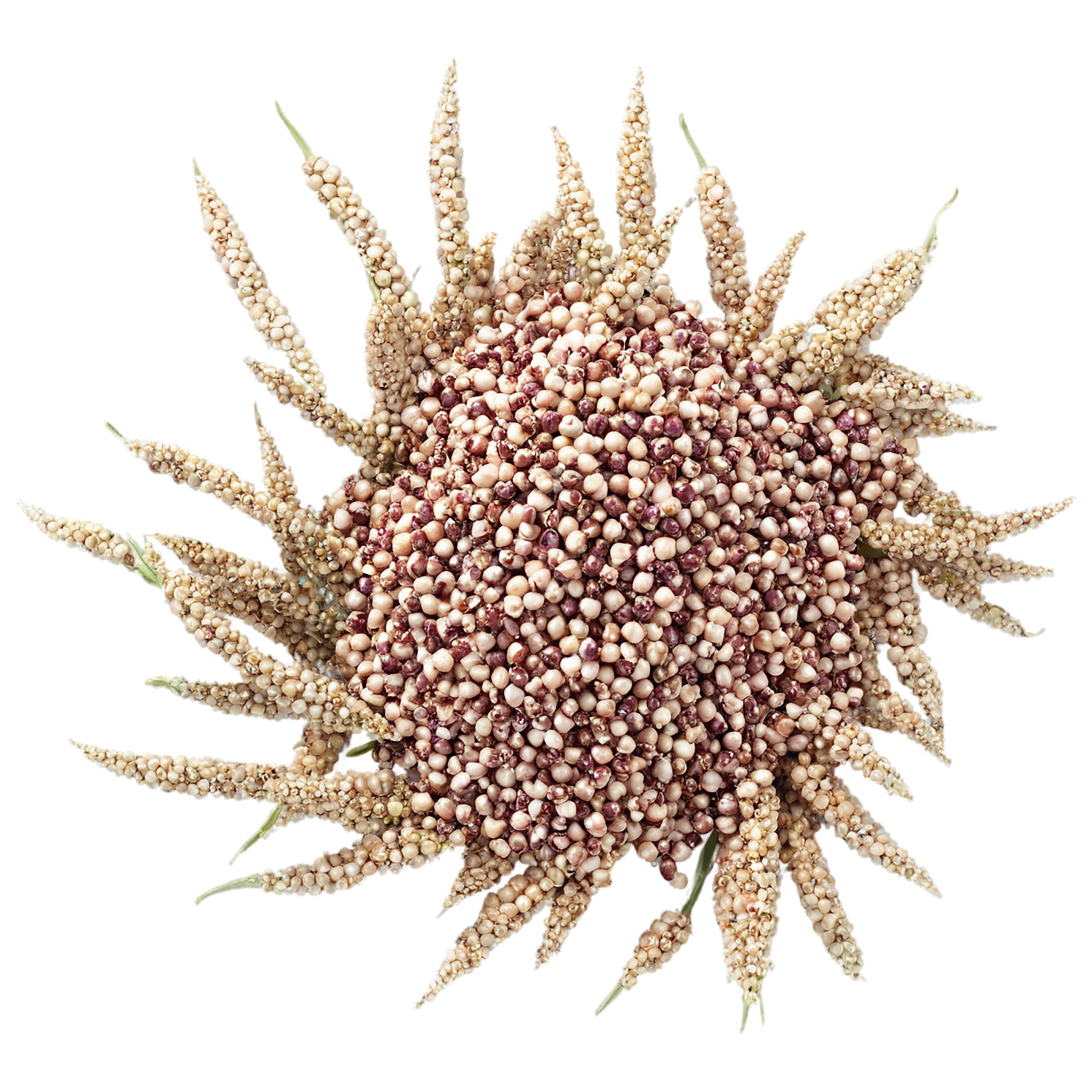Sorghum grains isolated on transparent background #5671