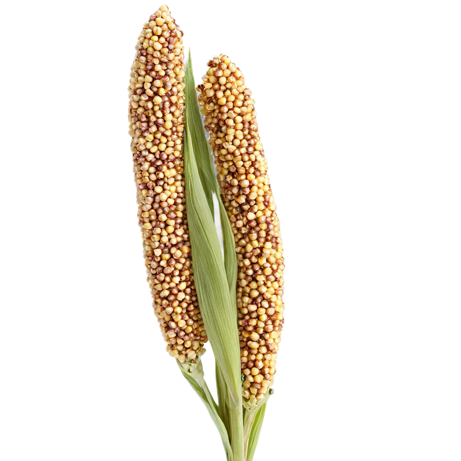 Sorghum grains isolated on transparent background #5672