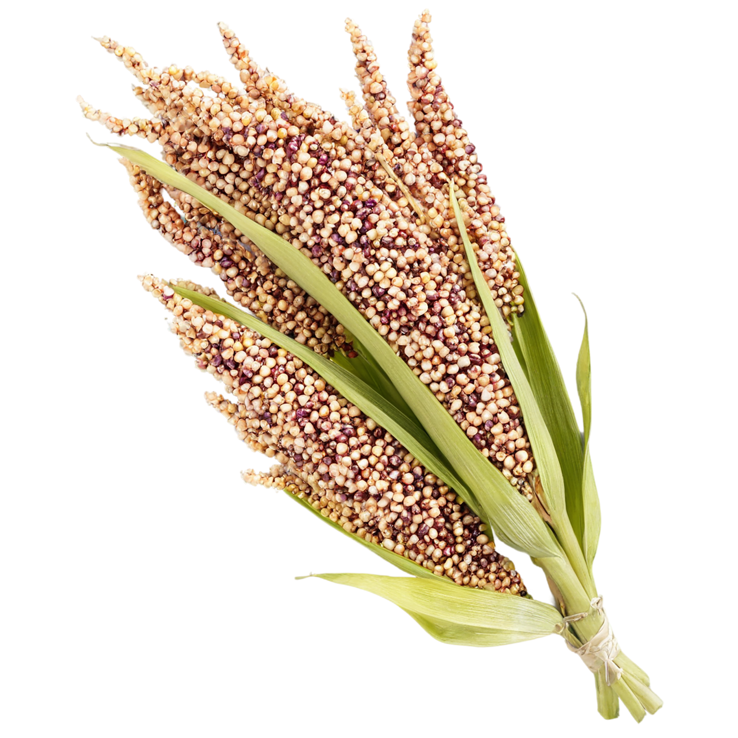 Sorghum grains isolated on transparent background #5675