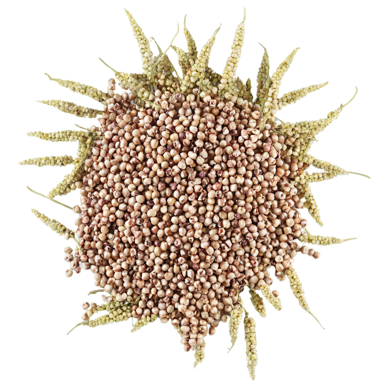 Sorghum grains isolated on transparent background #5678