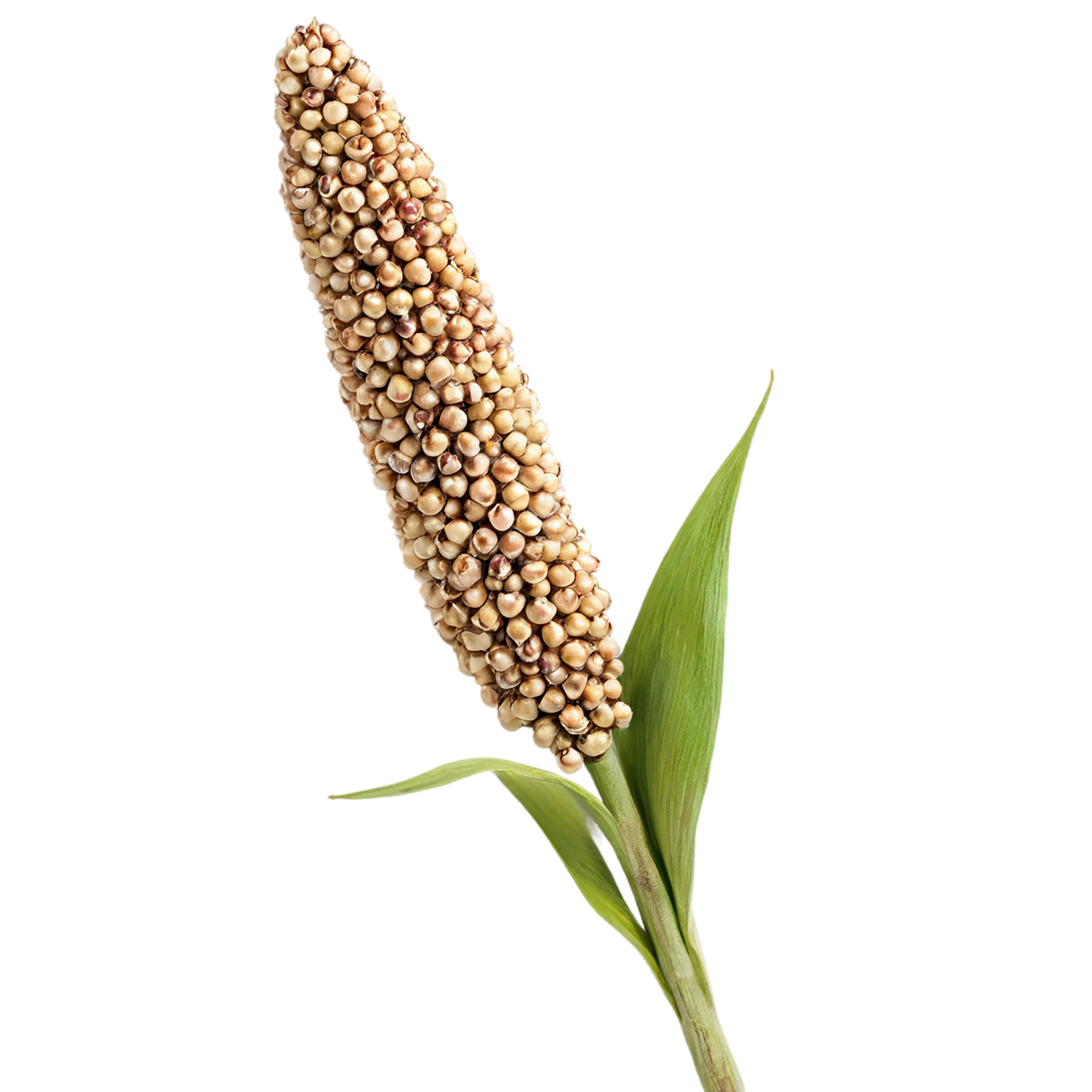 Sorghum grains isolated on transparent background #5681