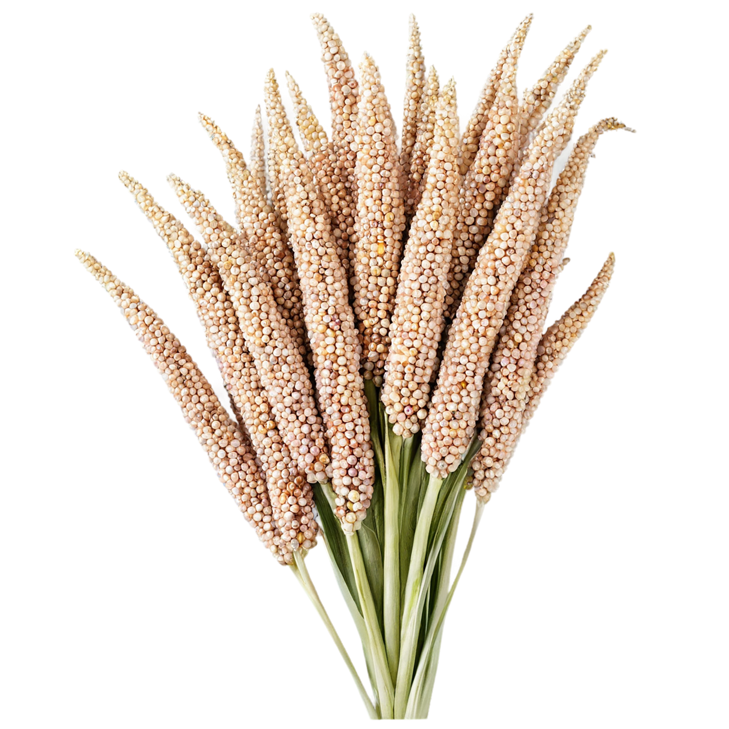 Sorghum grains isolated on transparent background #5682