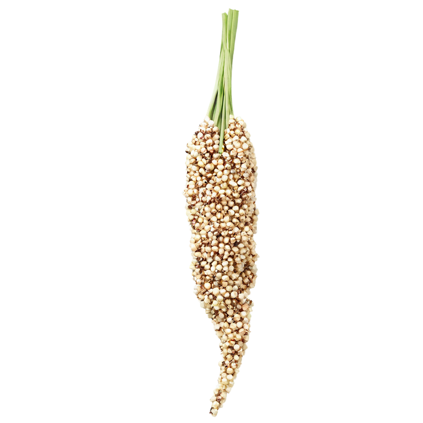 Sorghum grains isolated on transparent background #5685