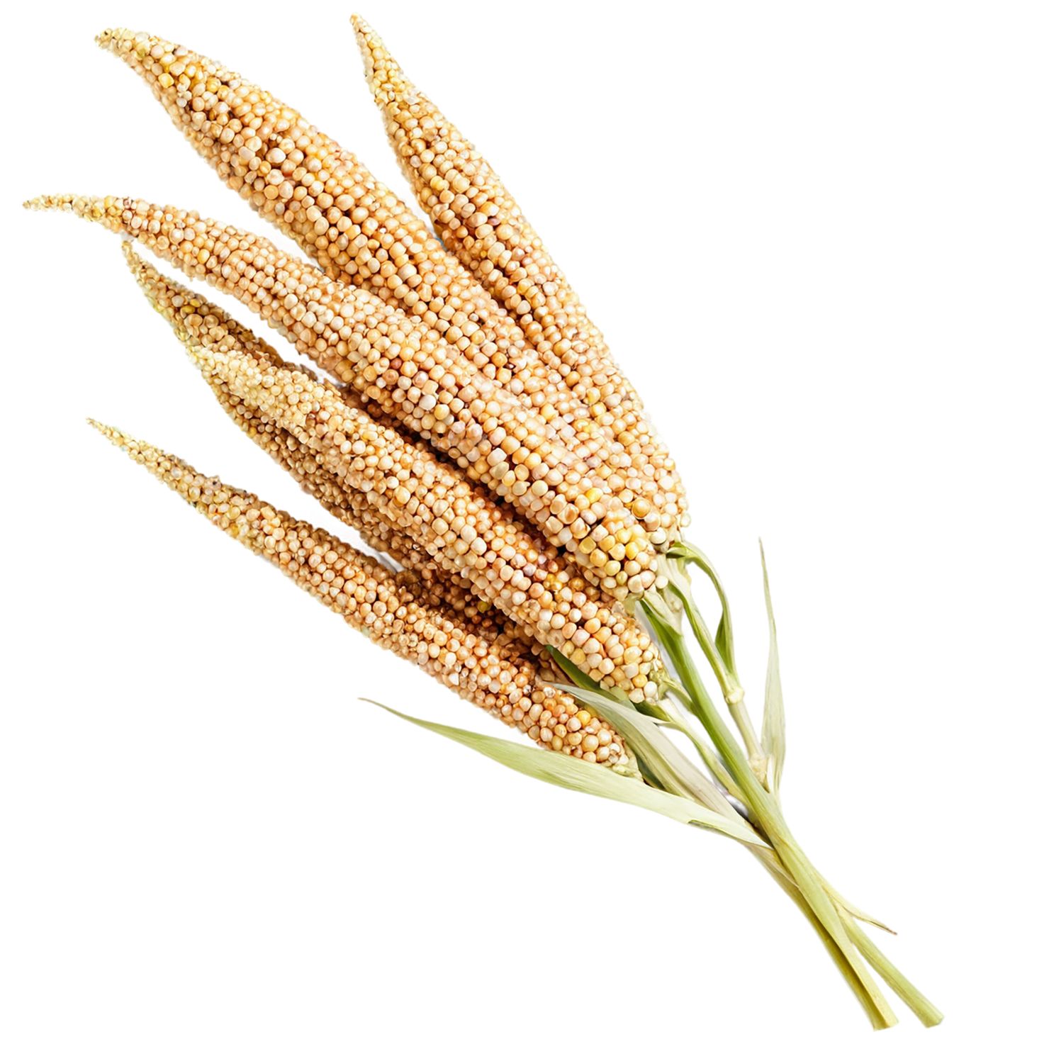 Sorghum grains isolated on transparent background #5686
