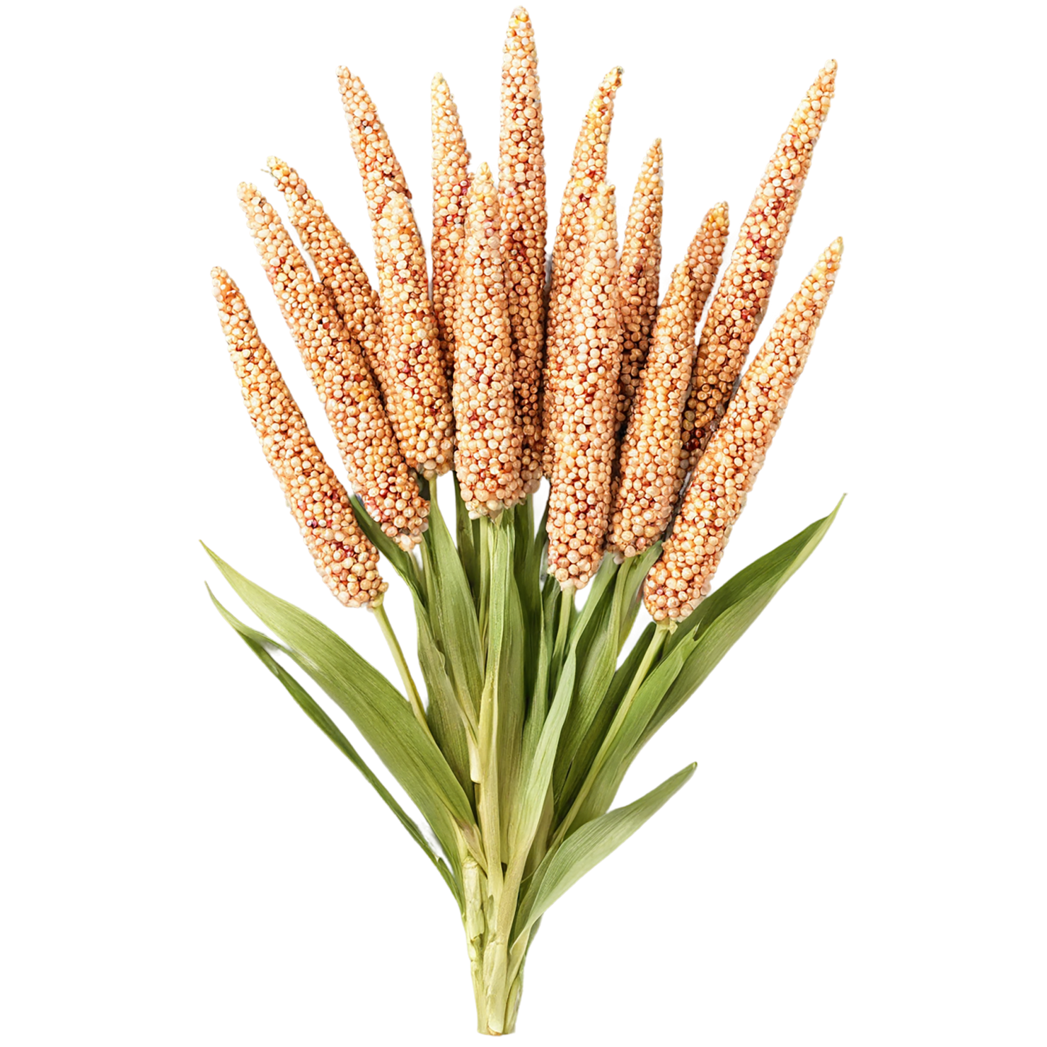 Sorghum grains isolated on transparent background #5687