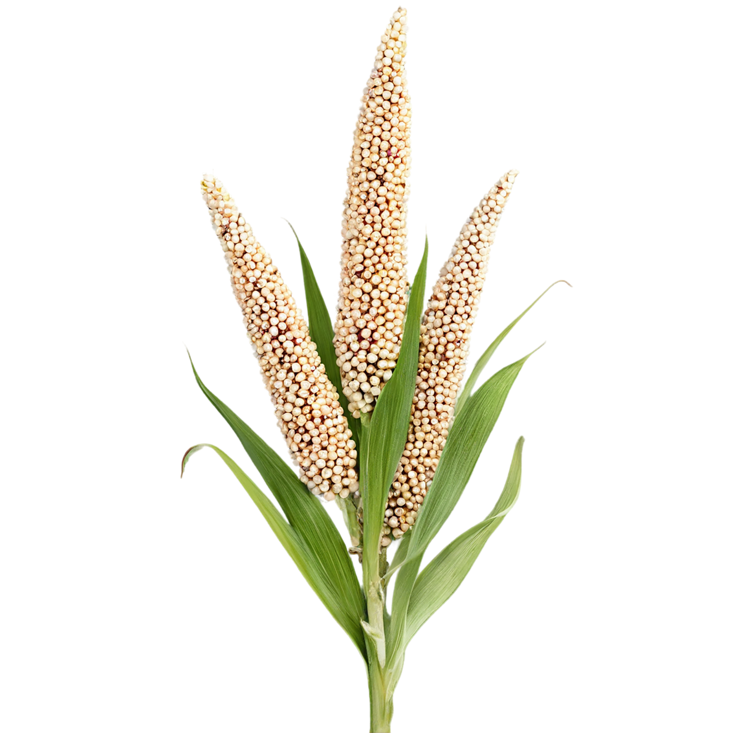 Sorghum grains isolated on transparent background #5691