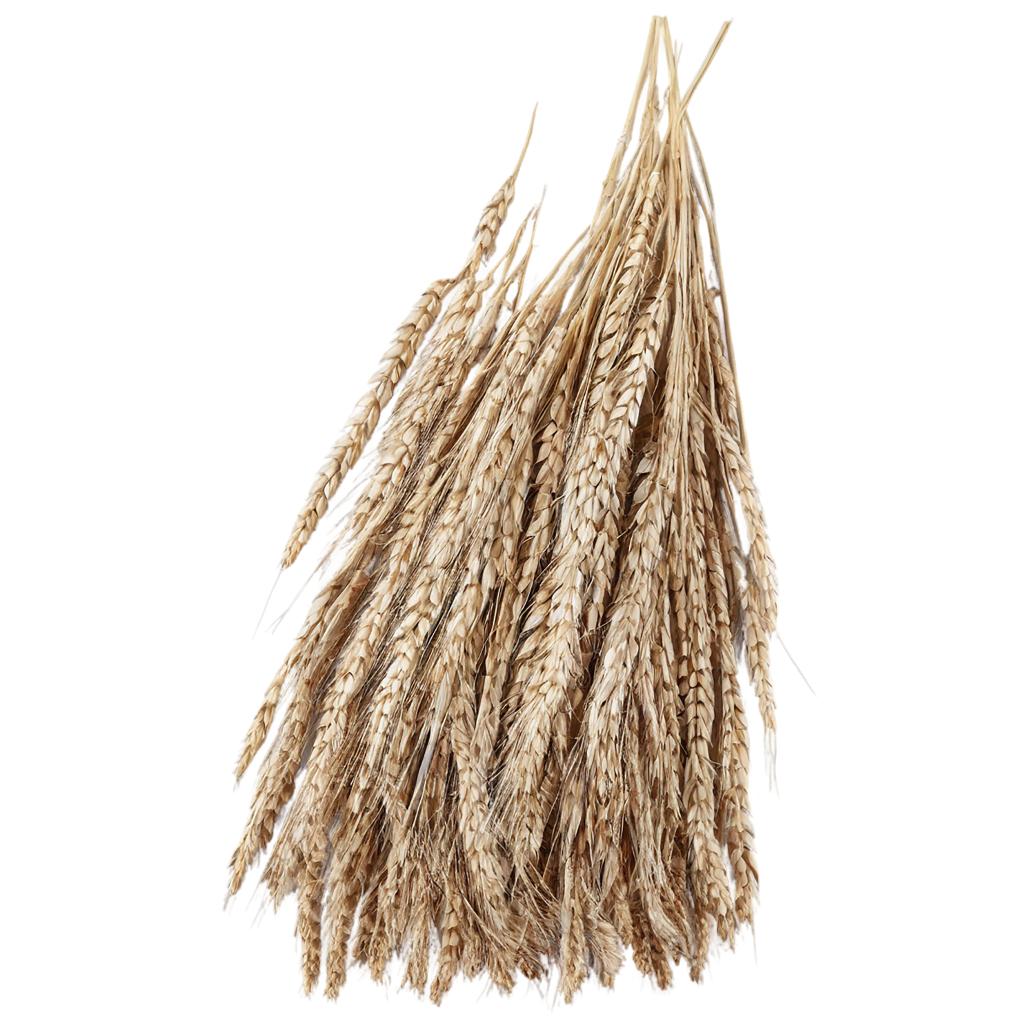 Rye grains isolated on transparent background #5694