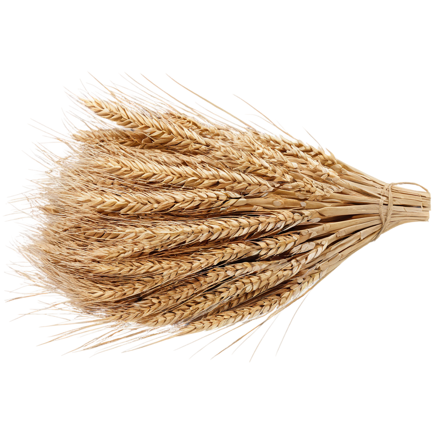 Rye grains isolated on transparent background #5697