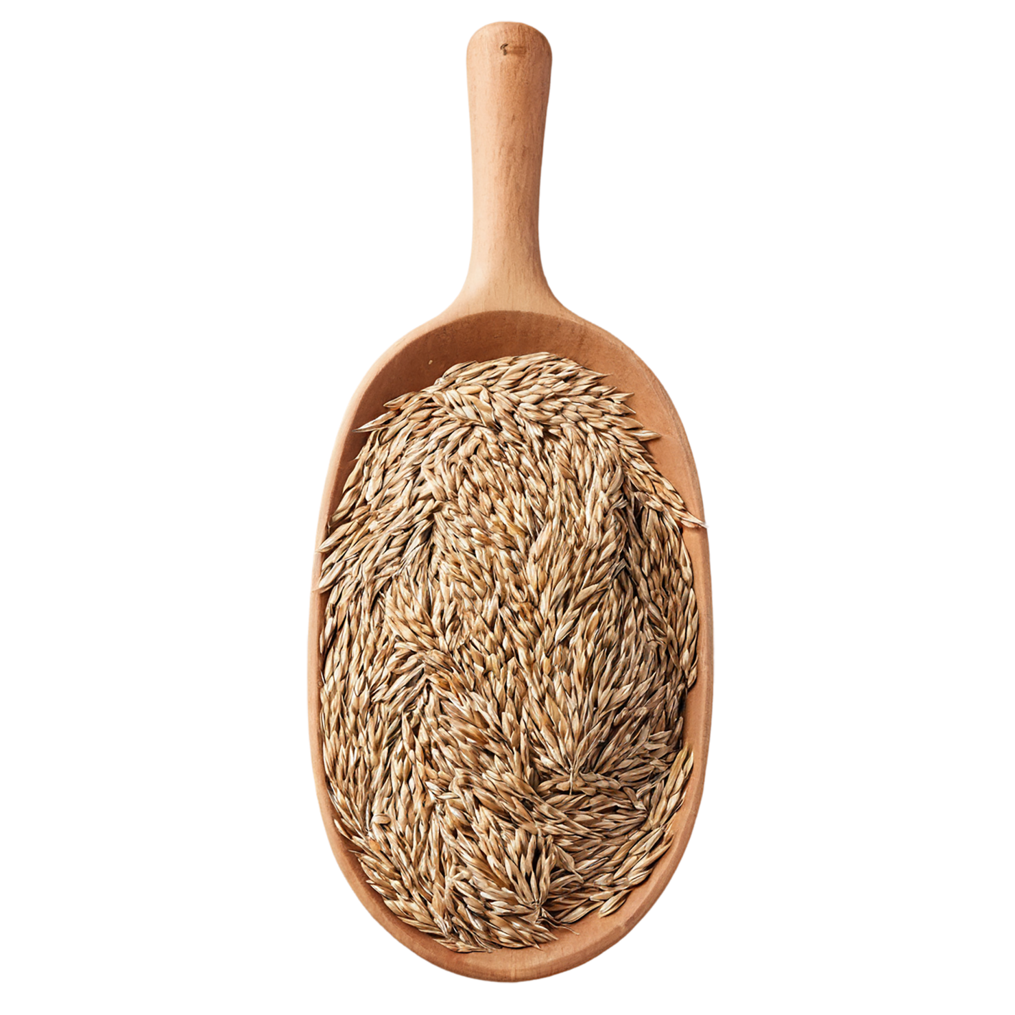 Rye grains isolated on transparent background #5698