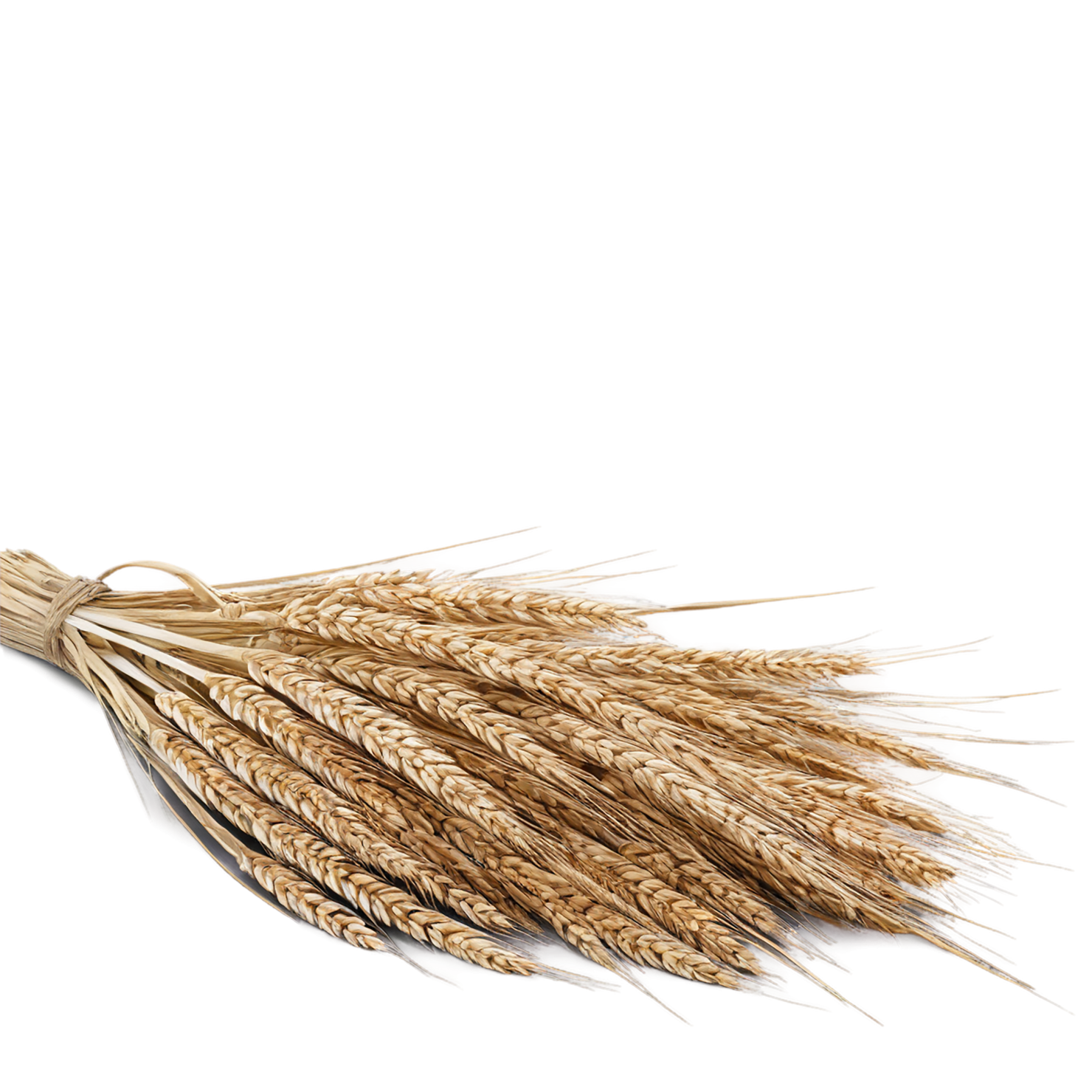 Rye grains isolated on transparent background #5699