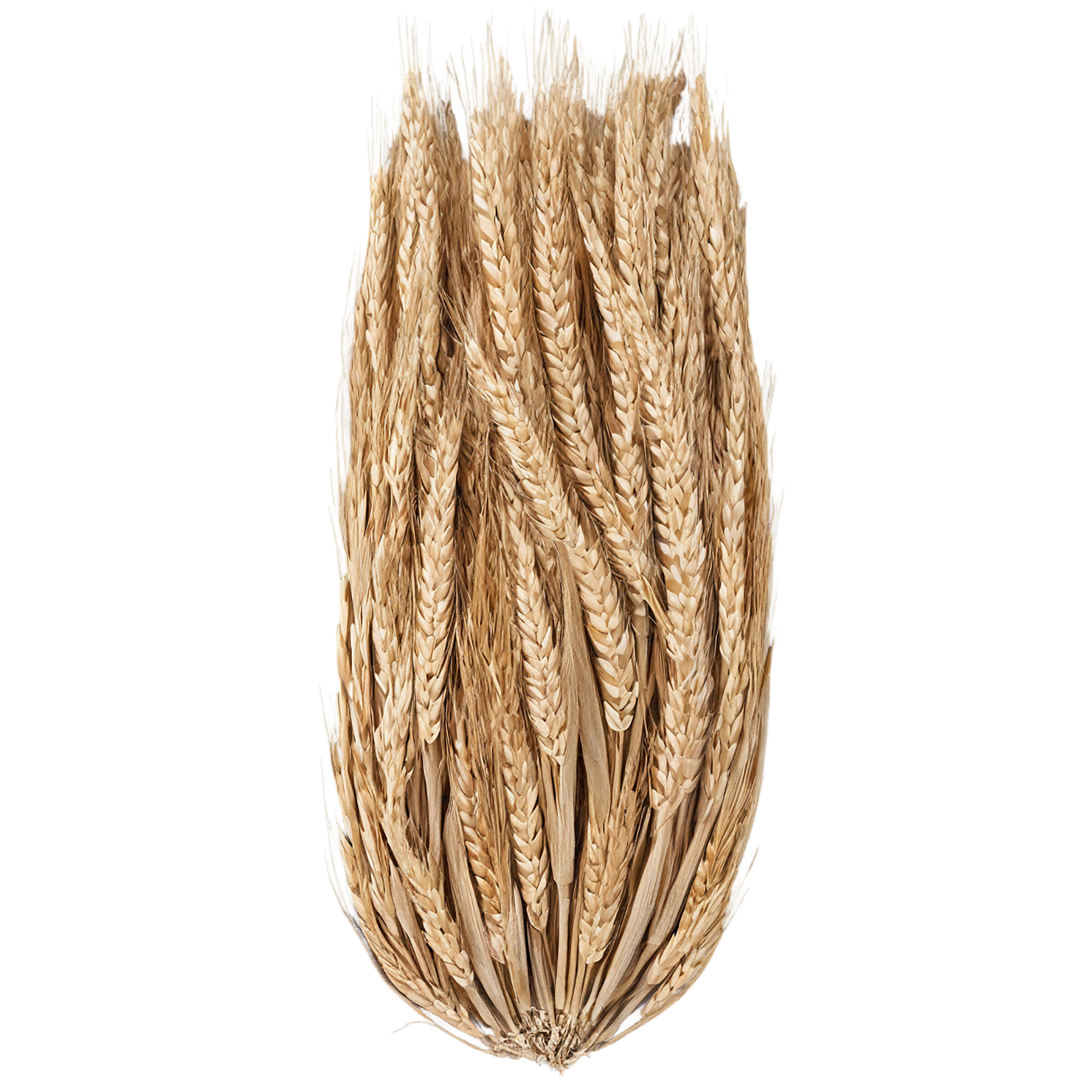Rye grains isolated on transparent background #5703