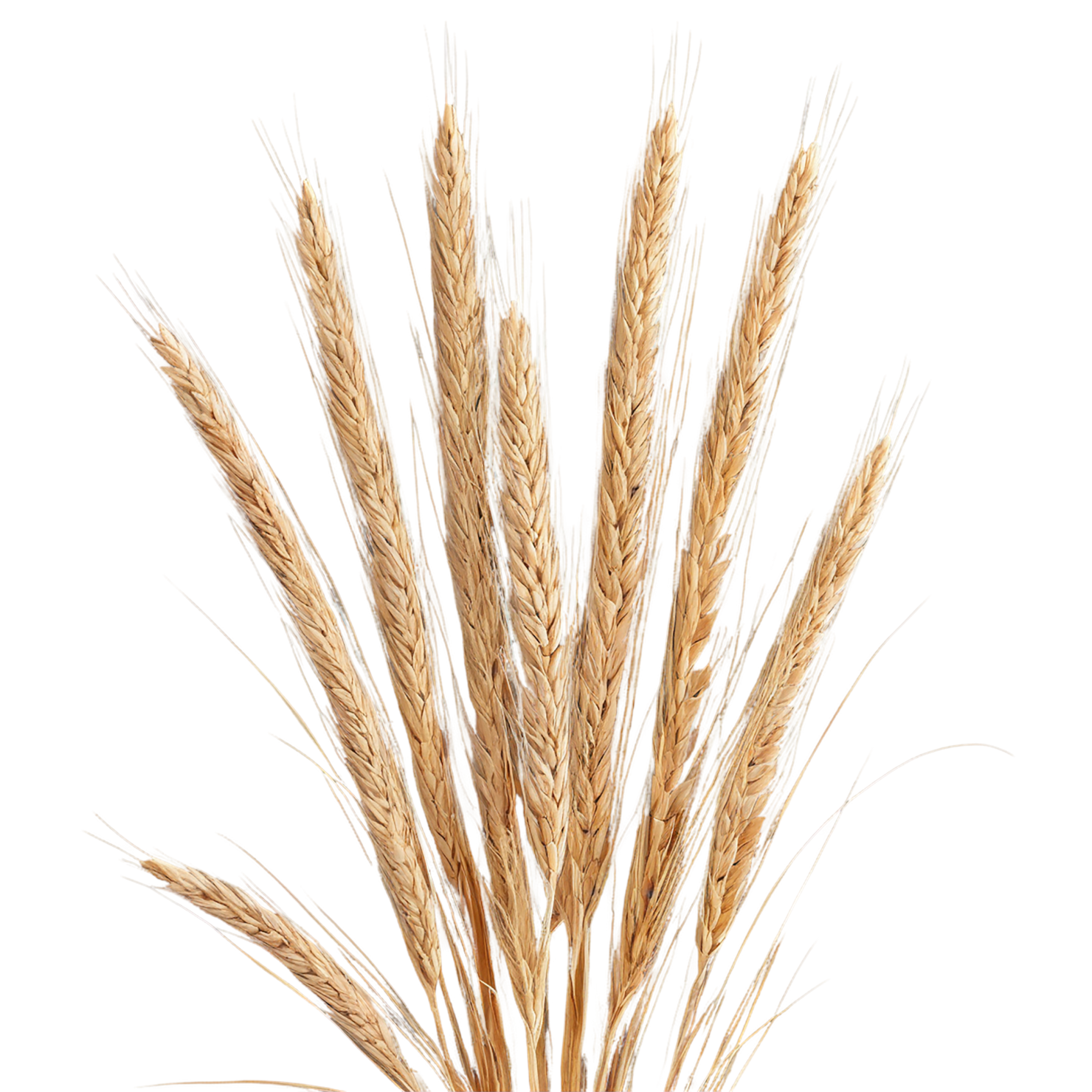 Rye grains isolated on transparent background #5704