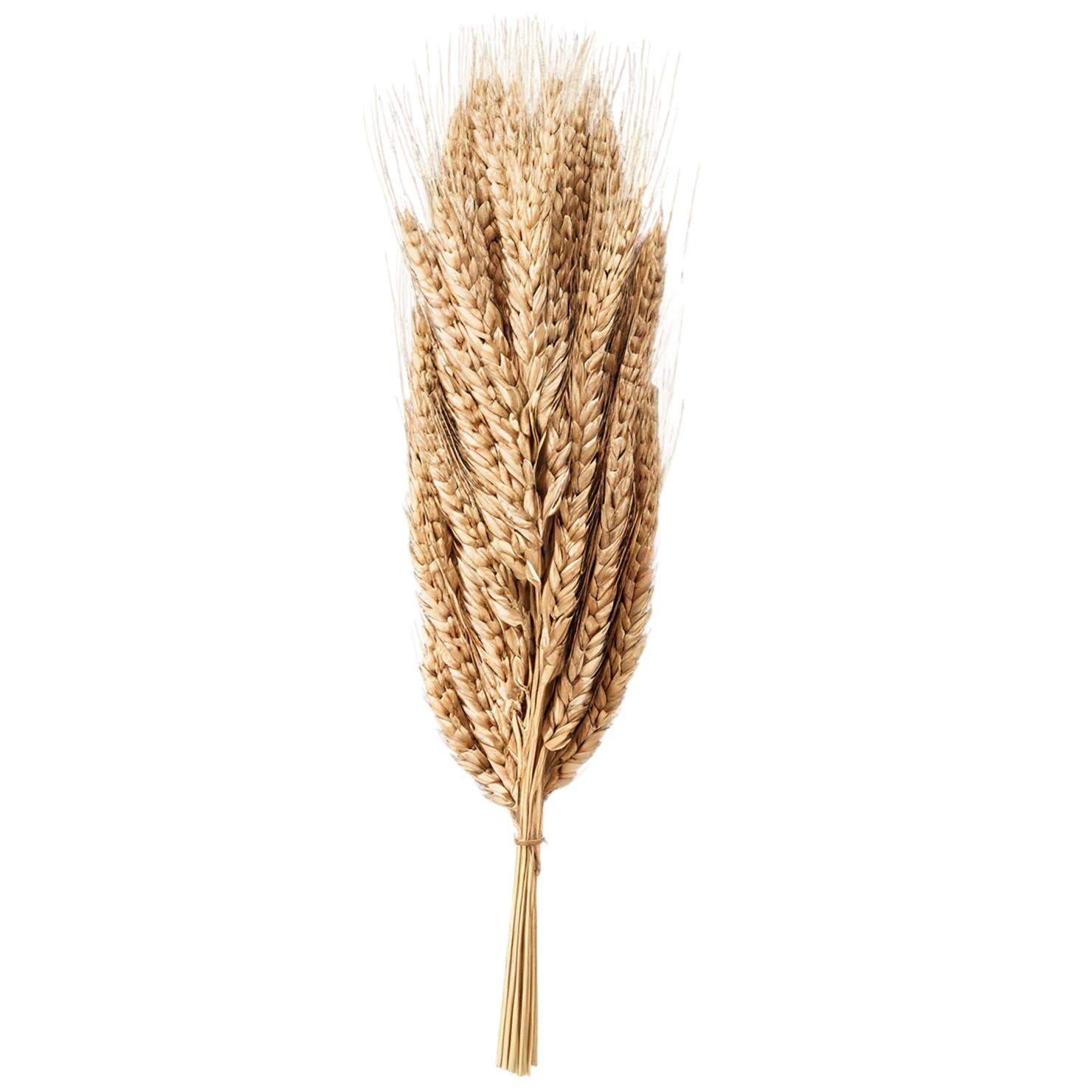 Rye grains isolated on transparent background #5705