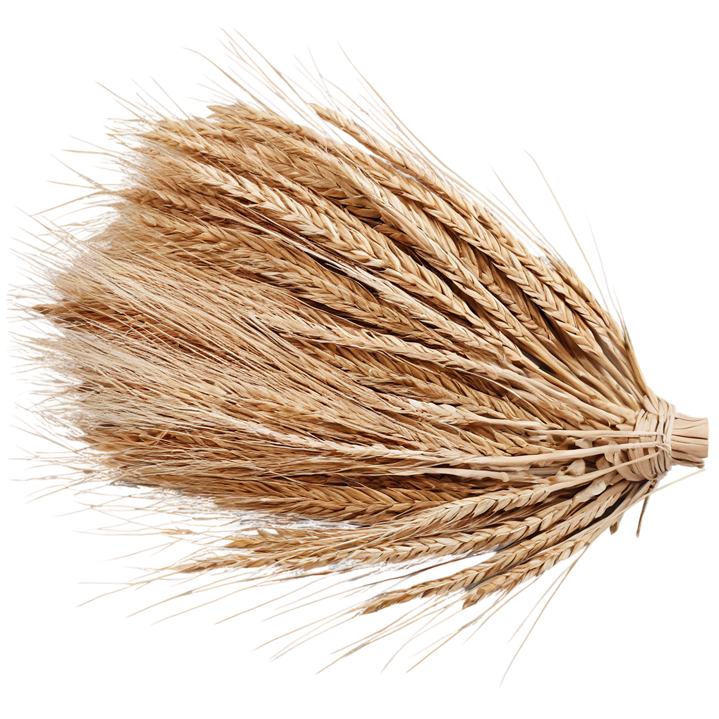 Rye grains isolated on transparent background #5707