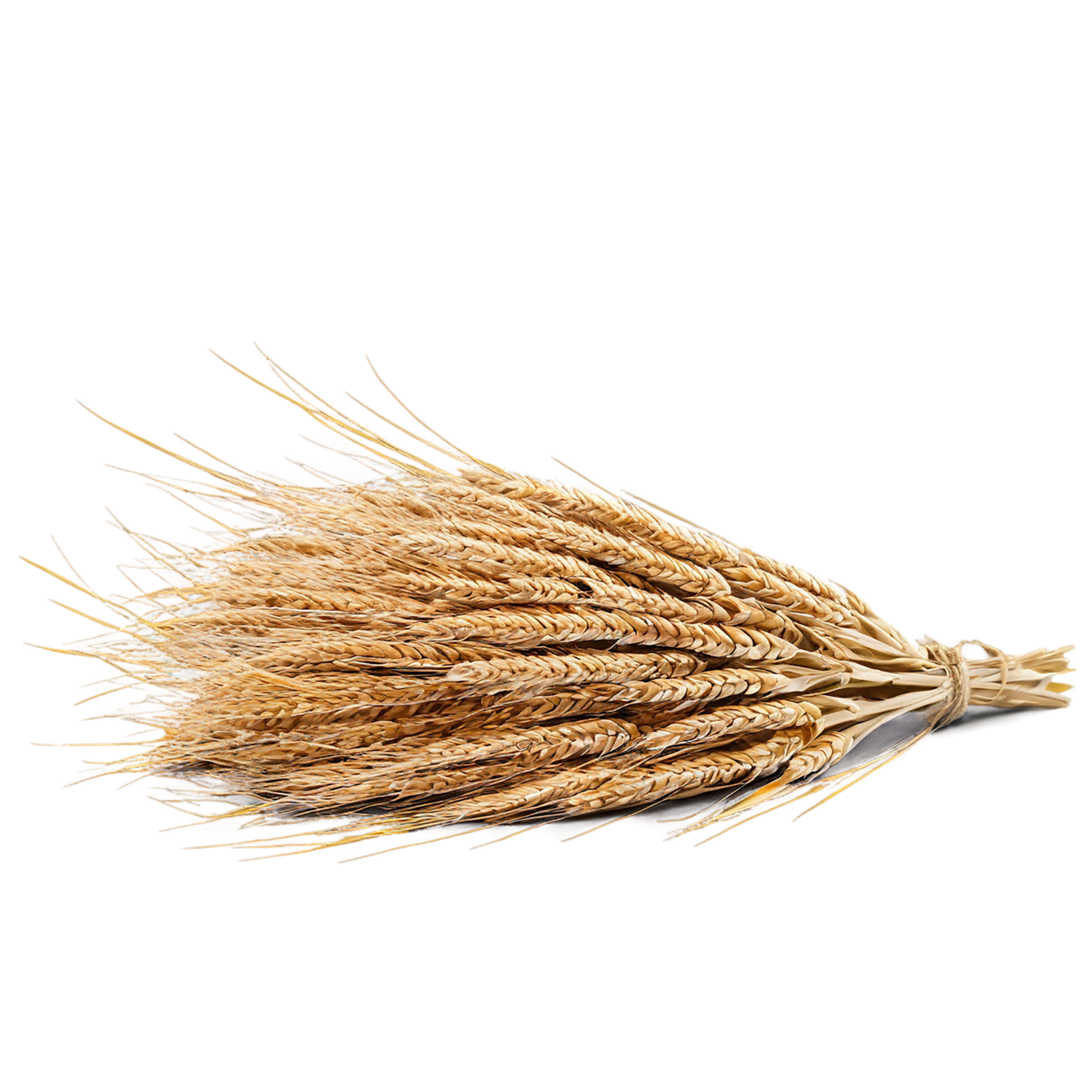 Rye grains isolated on transparent background #5709