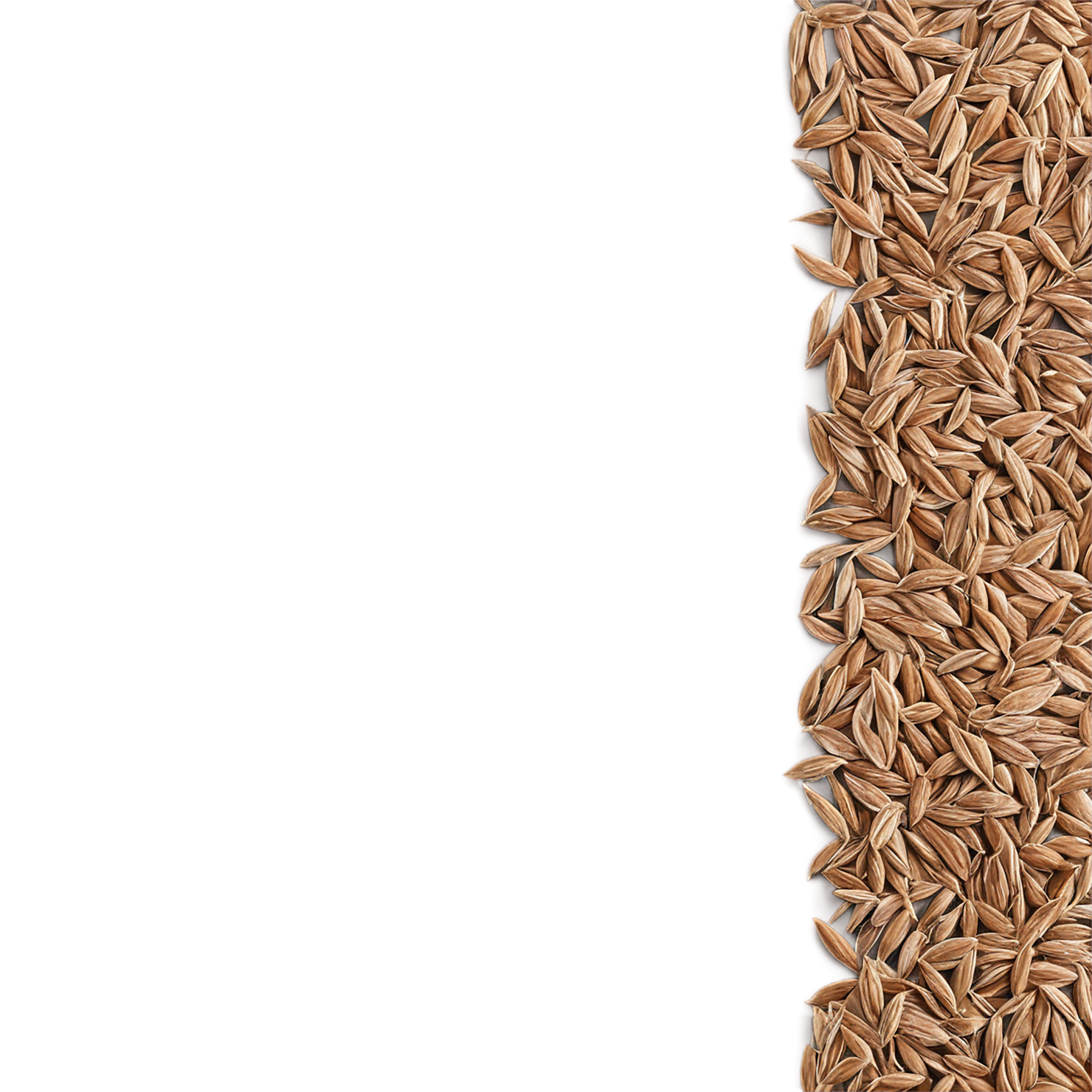 Rye grains isolated on transparent background #5710