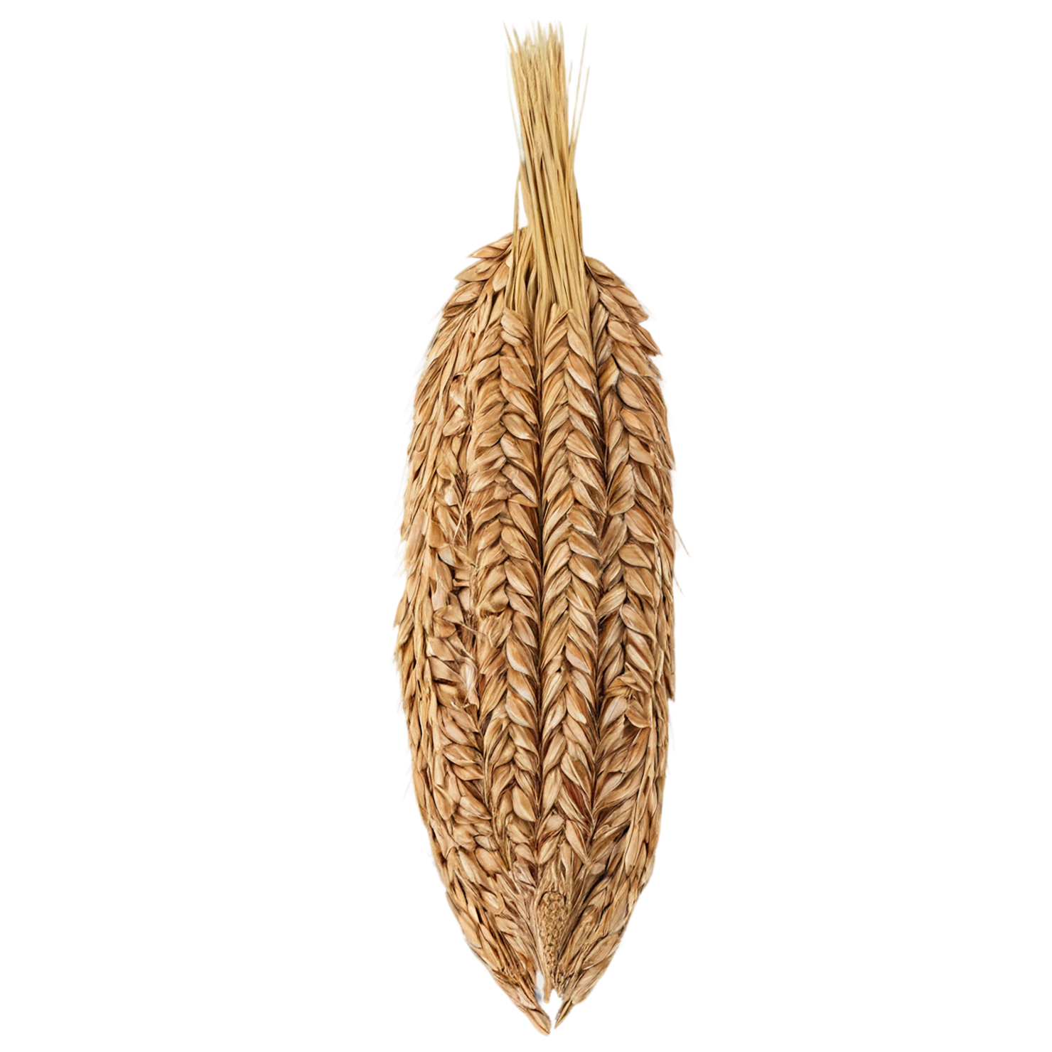 Rye grains isolated on transparent background #5714