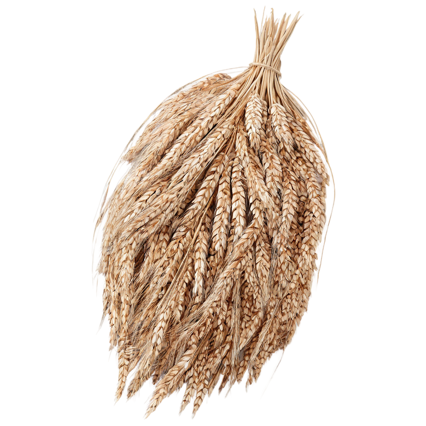 Rye grains isolated on transparent background #5718