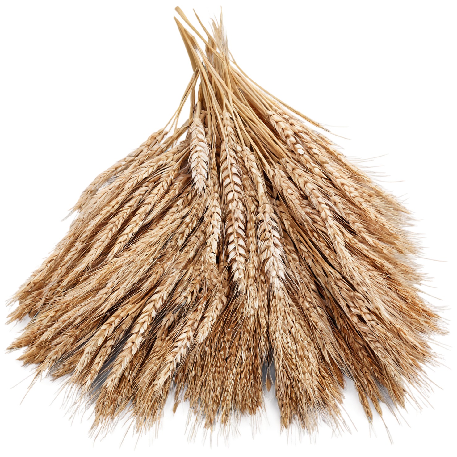 Rye grains isolated on transparent background #5719