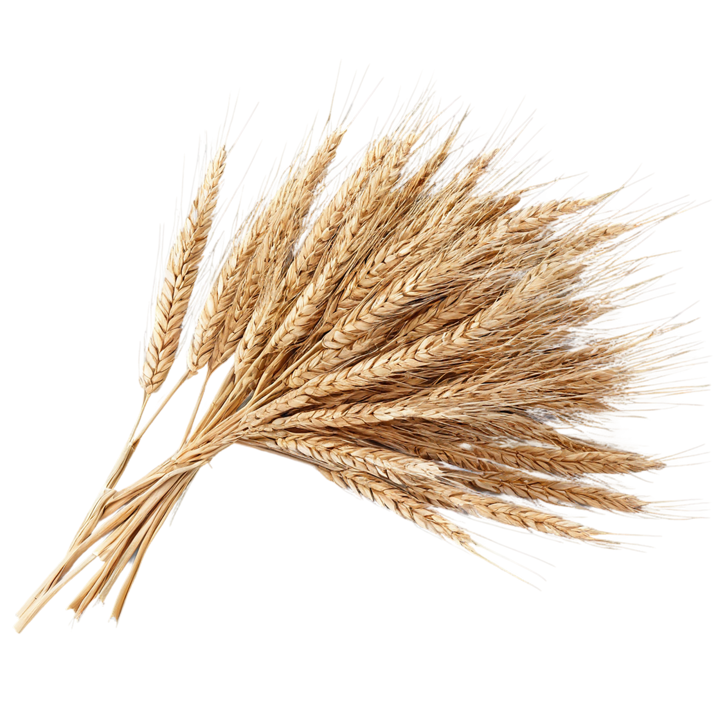 Rye grains isolated on transparent background #5720