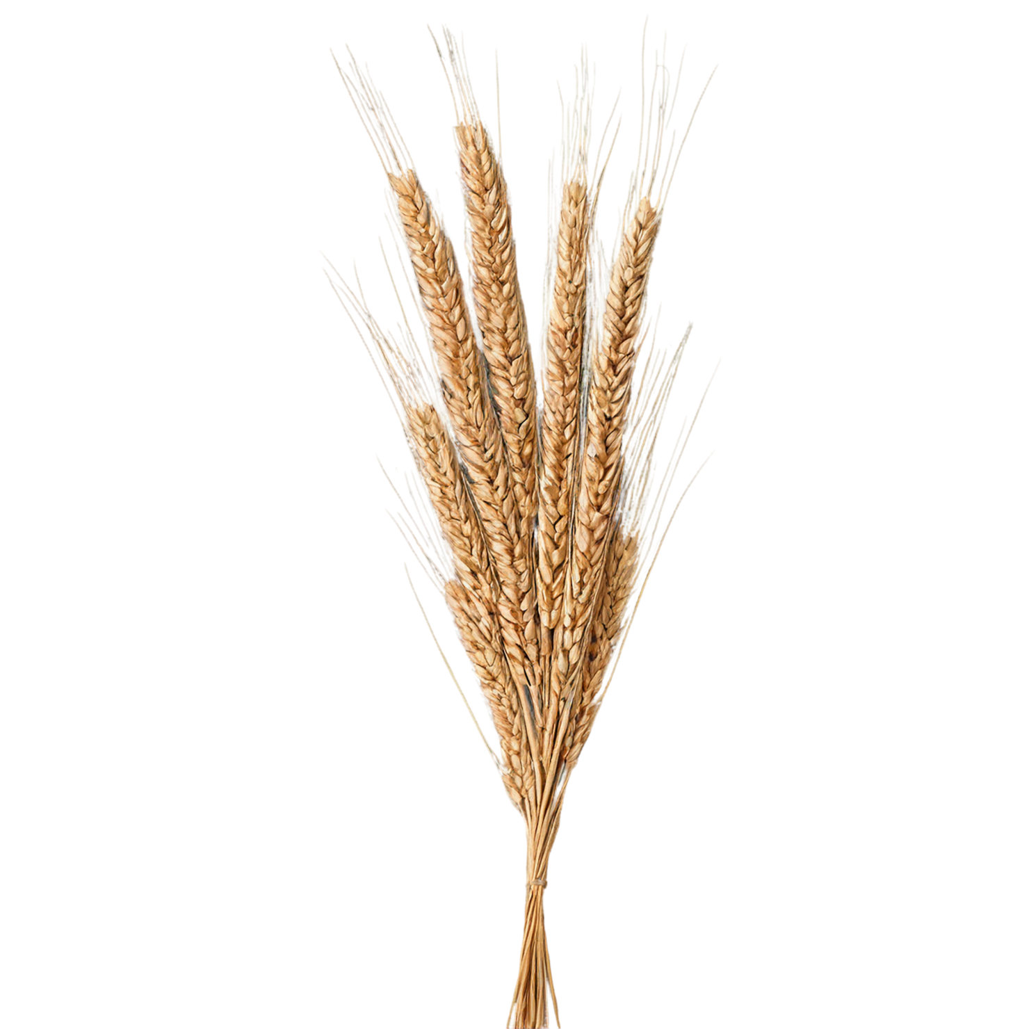 Rye grains isolated on transparent background #5723
