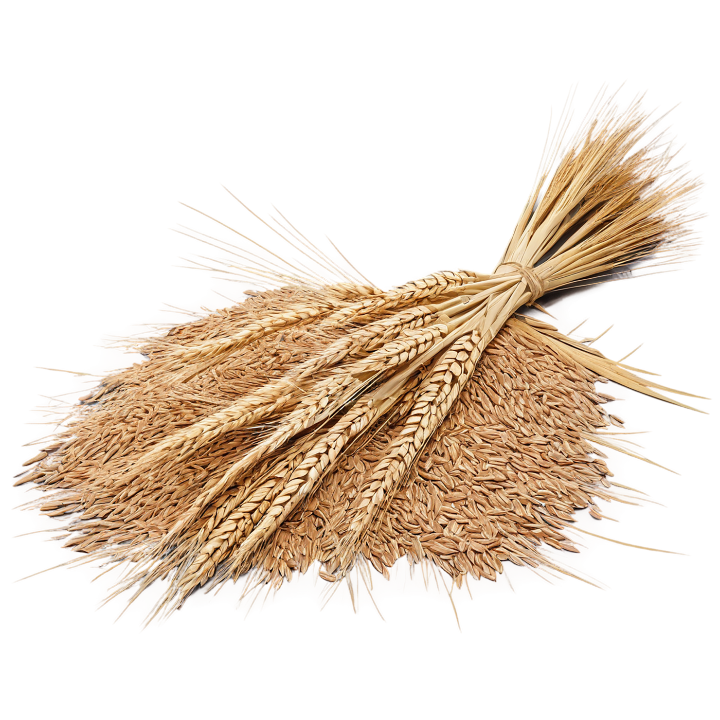 Rye grains isolated on transparent background #5725