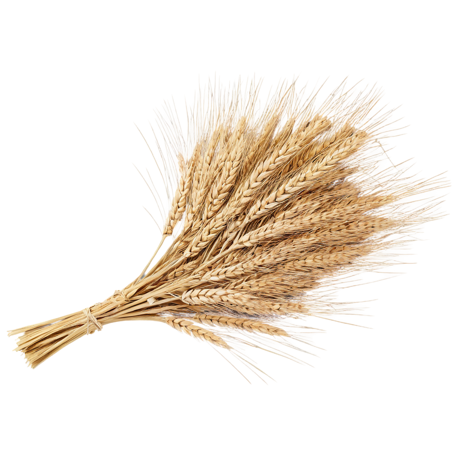 Rye grains isolated on transparent background #5728