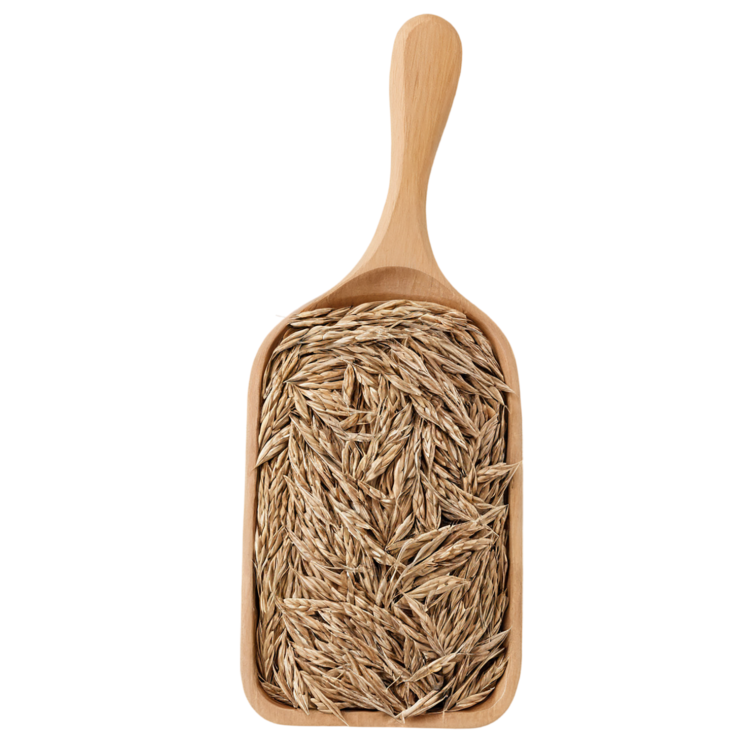 Rye grains isolated on transparent background #5729