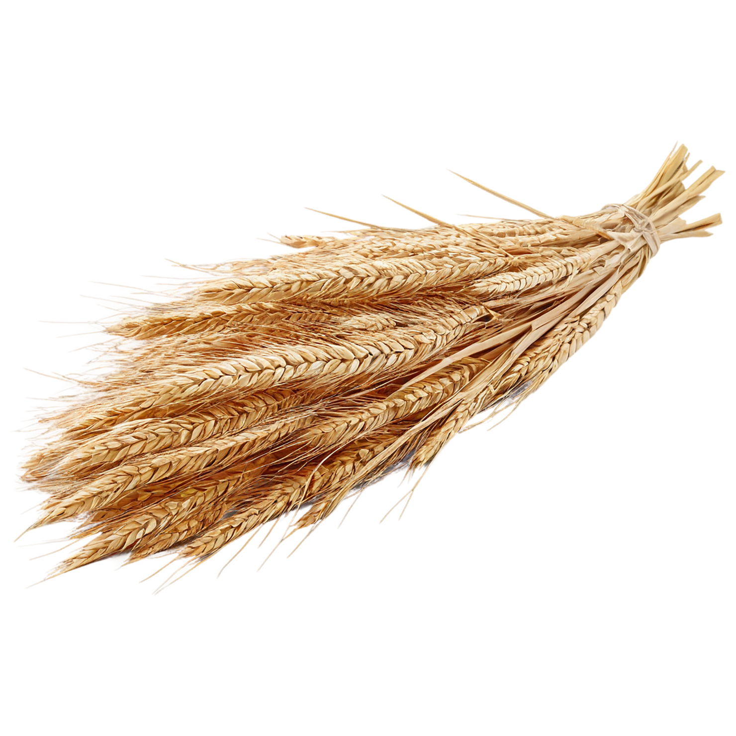 Rye grains isolated on transparent background #5730