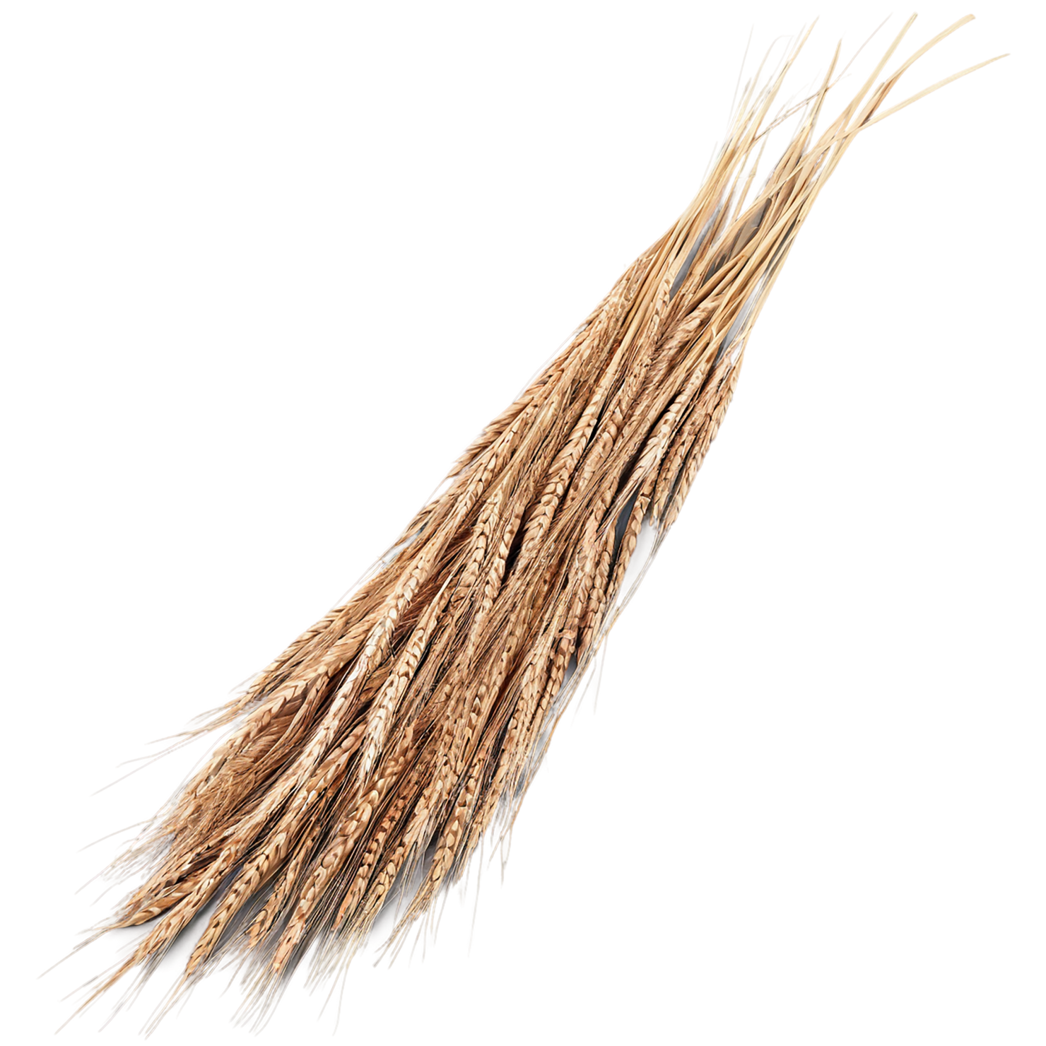 Rye grains isolated on transparent background #5733