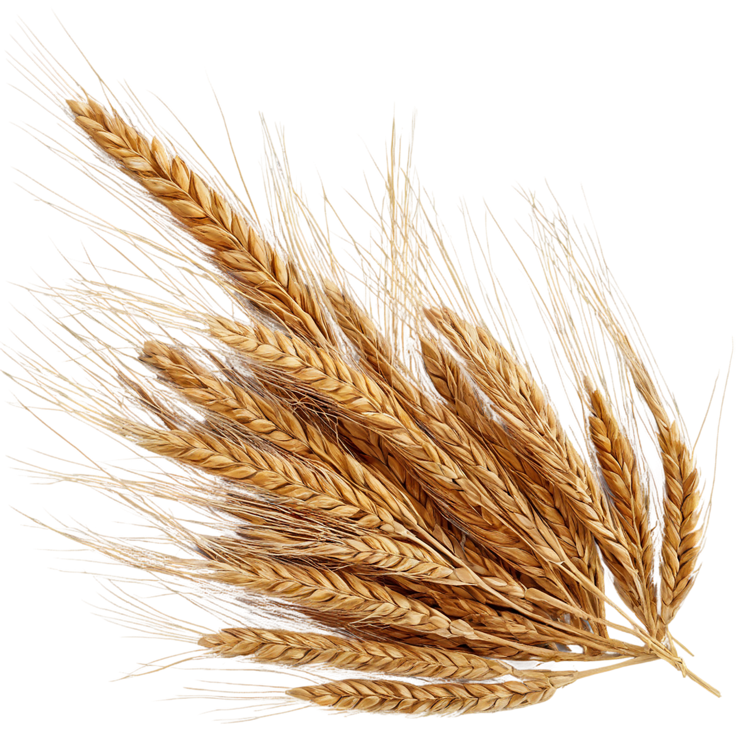 Rye grains isolated on transparent background #5735