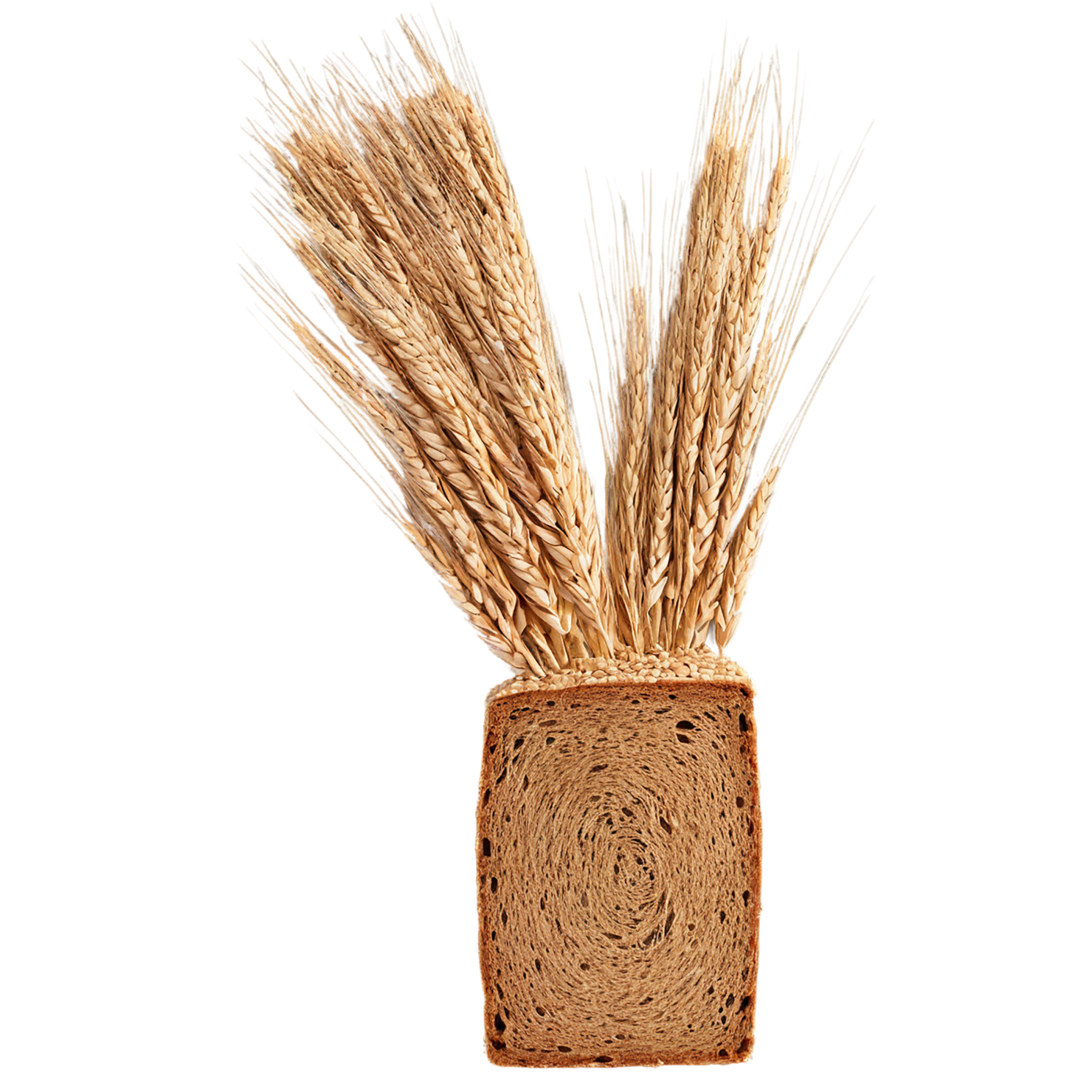 Rye grains isolated on transparent background #5738