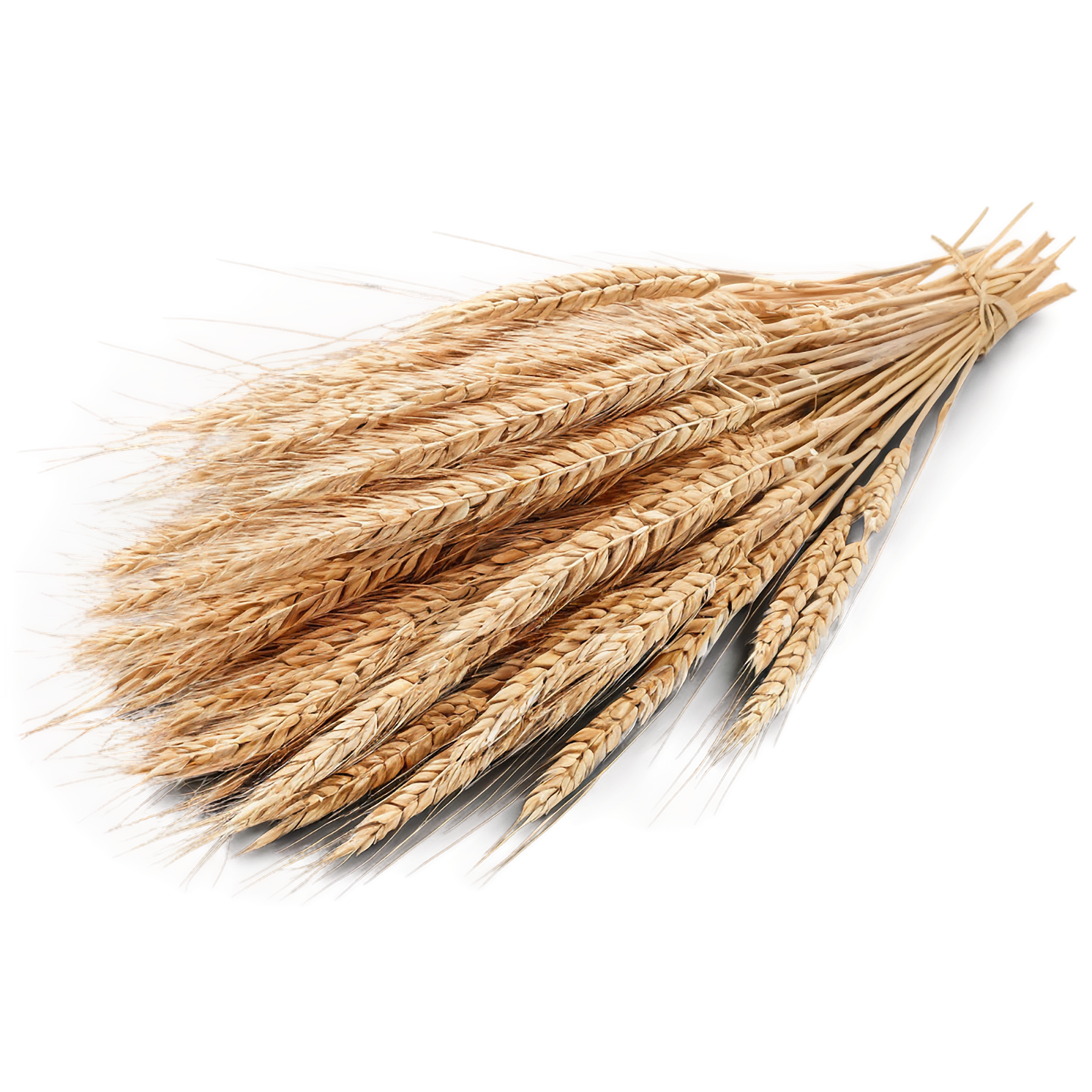 Rye grains isolated on transparent background #5745