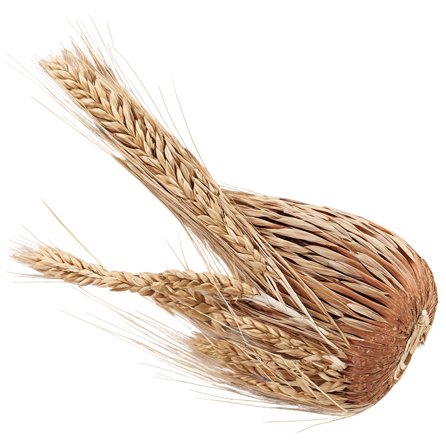 Rye grains isolated on transparent background #5748